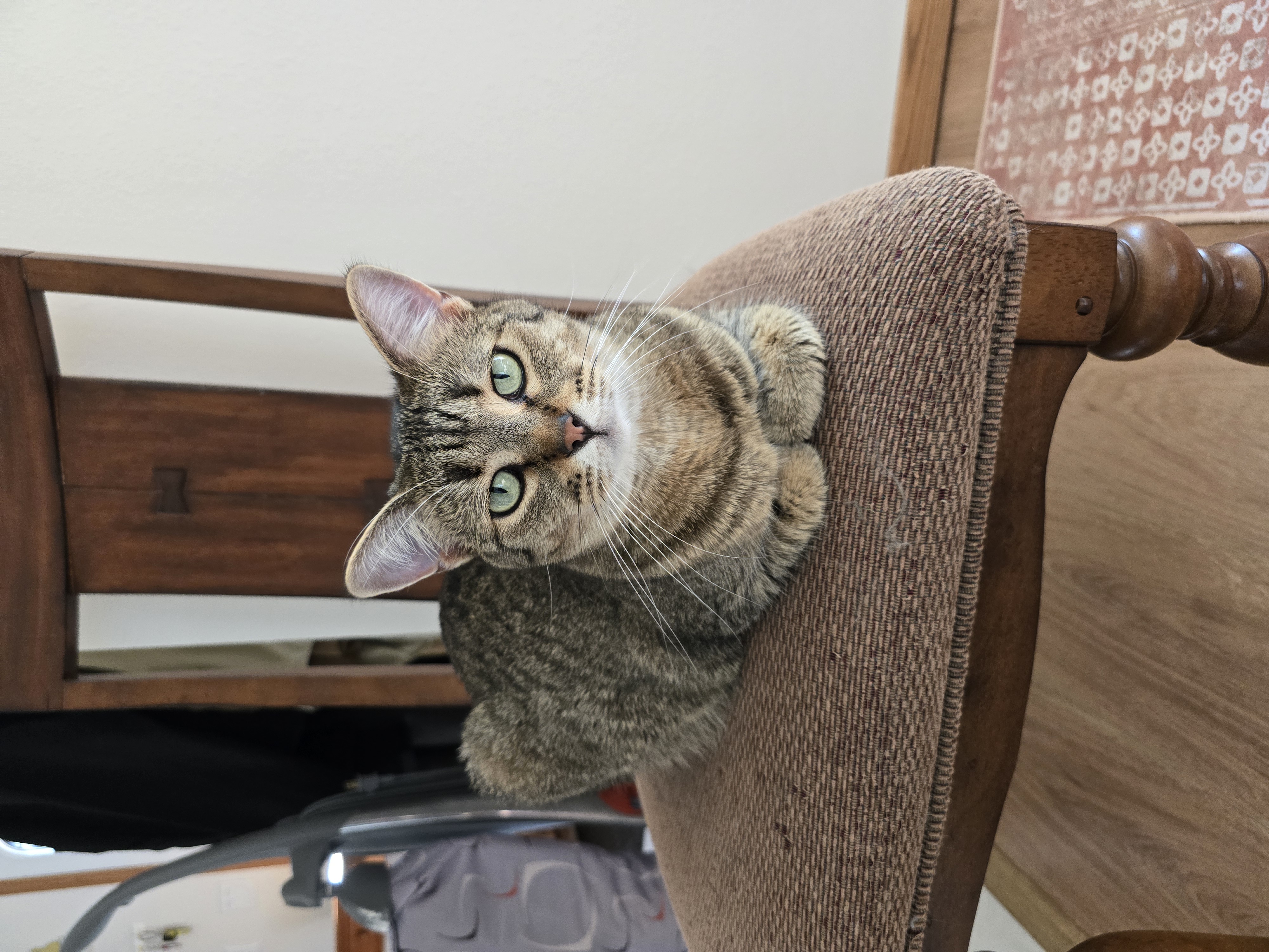 Enlarge Nutella, a Adoptable Domestic Short Hair in Fargo, ND image 3/4