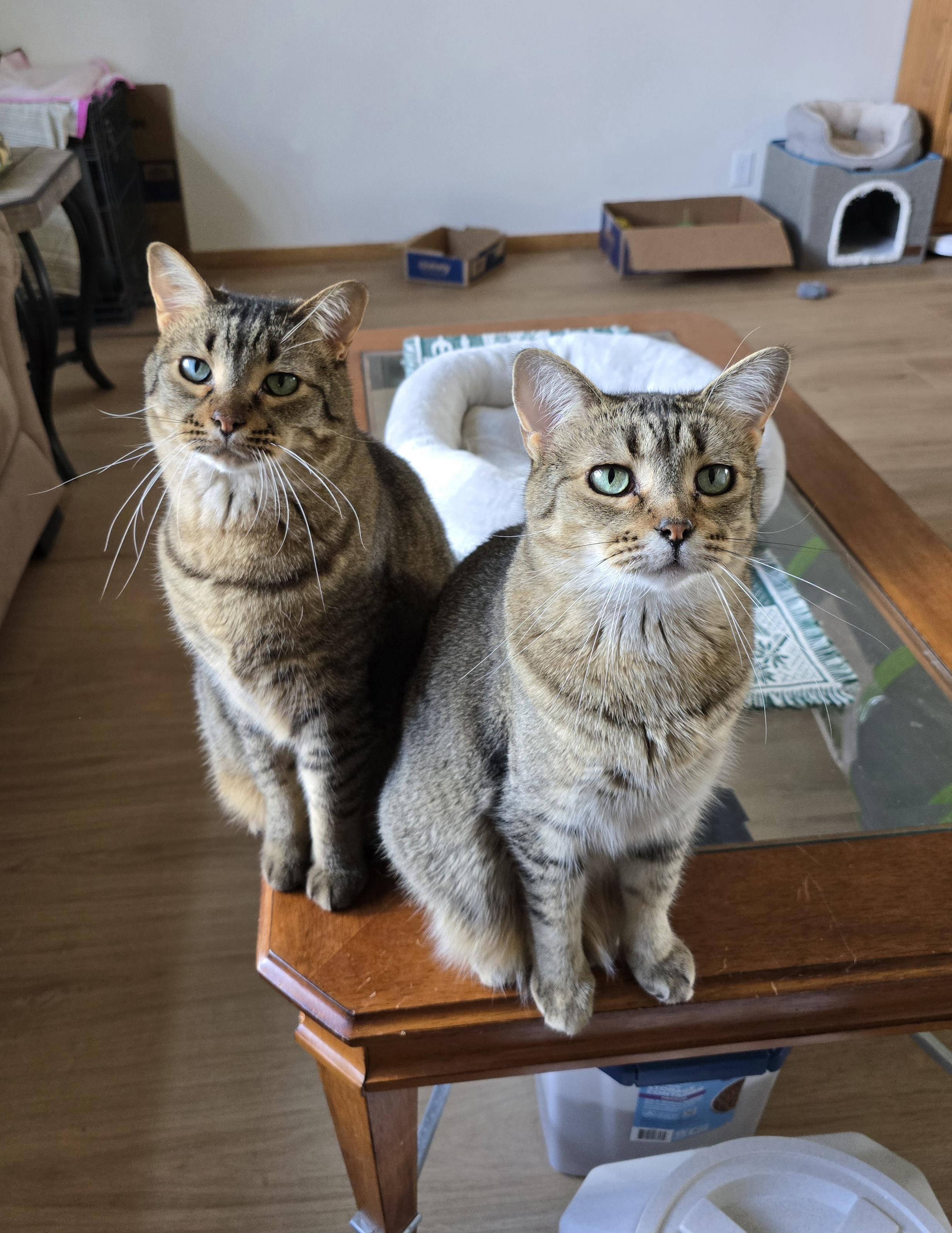 Enlarge Nutella, a Adoptable Domestic Short Hair in Fargo, ND image 2/4