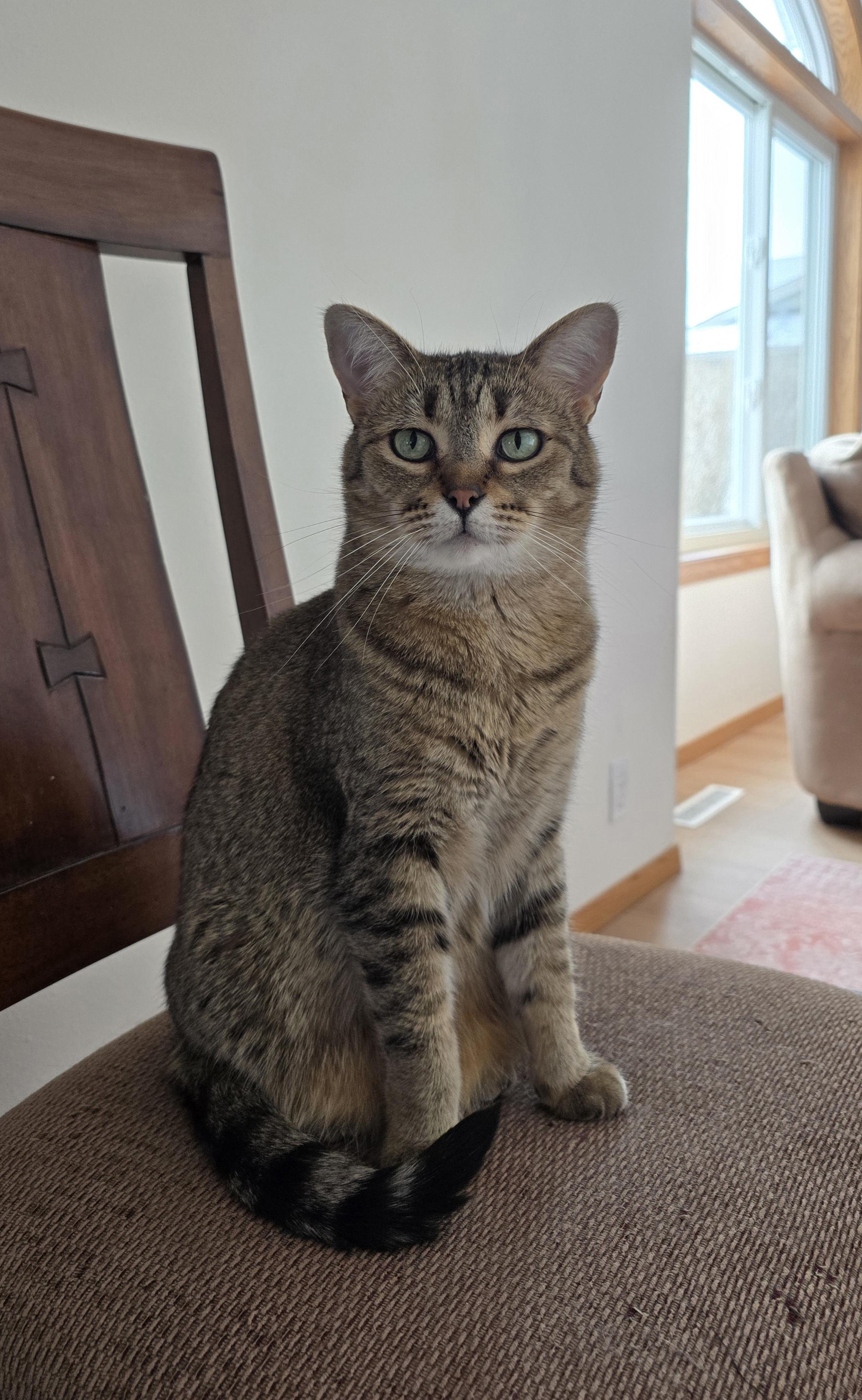 Enlarge Nutella, a Adoptable Domestic Short Hair in Fargo, ND image 2/4