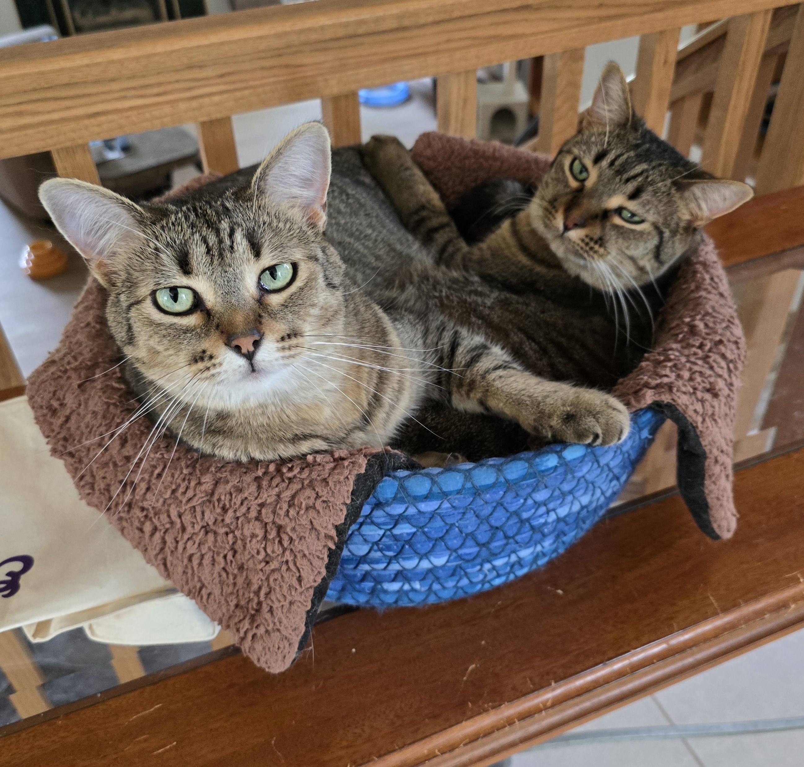 Enlarge Nutella, a Adoptable Domestic Short Hair in Fargo, ND image 4/4