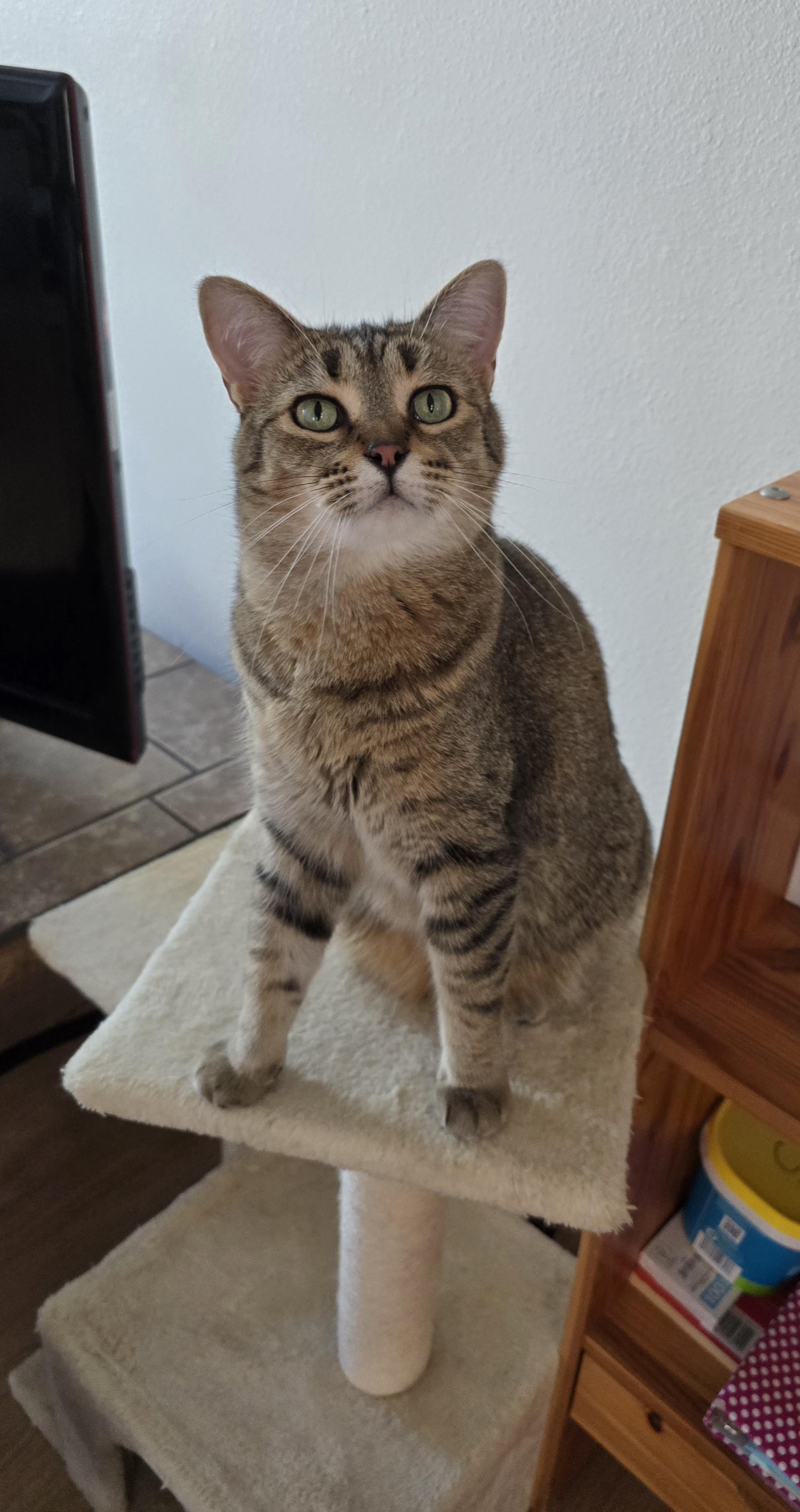 Nutella, Adoptable, Adult Female Domestic Short Hair.