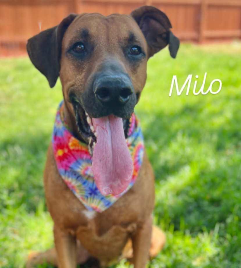 Milo, Adoptable, Adult Male Rhodesian Ridgeback.
