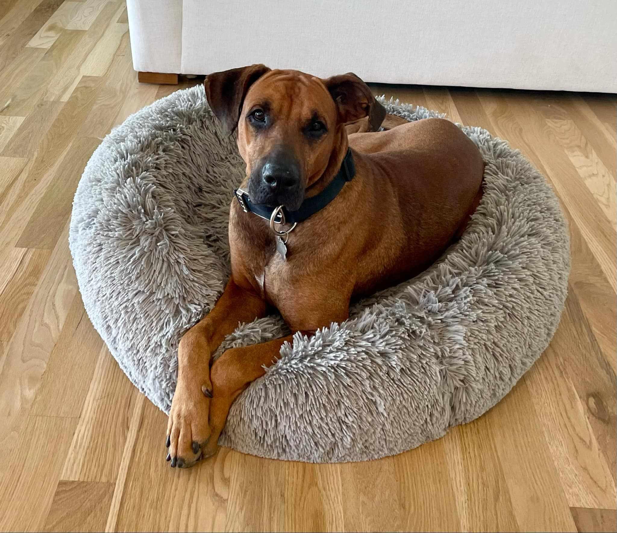 Enlarge Milo, a Adoptable mixed breed in Boise, ID image 3/6