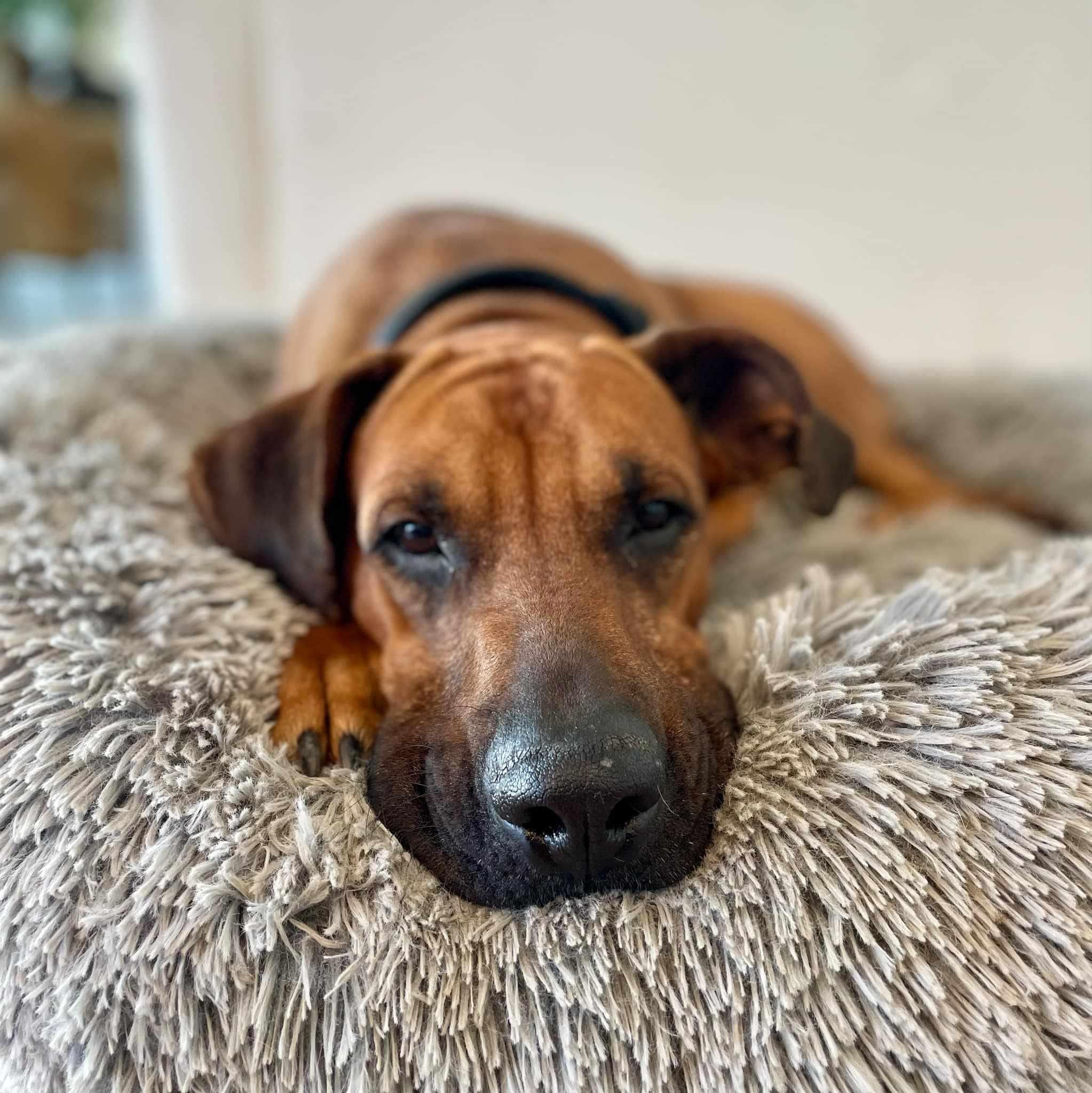 Enlarge Milo, a Adoptable mixed breed in Boise, ID image 2/6