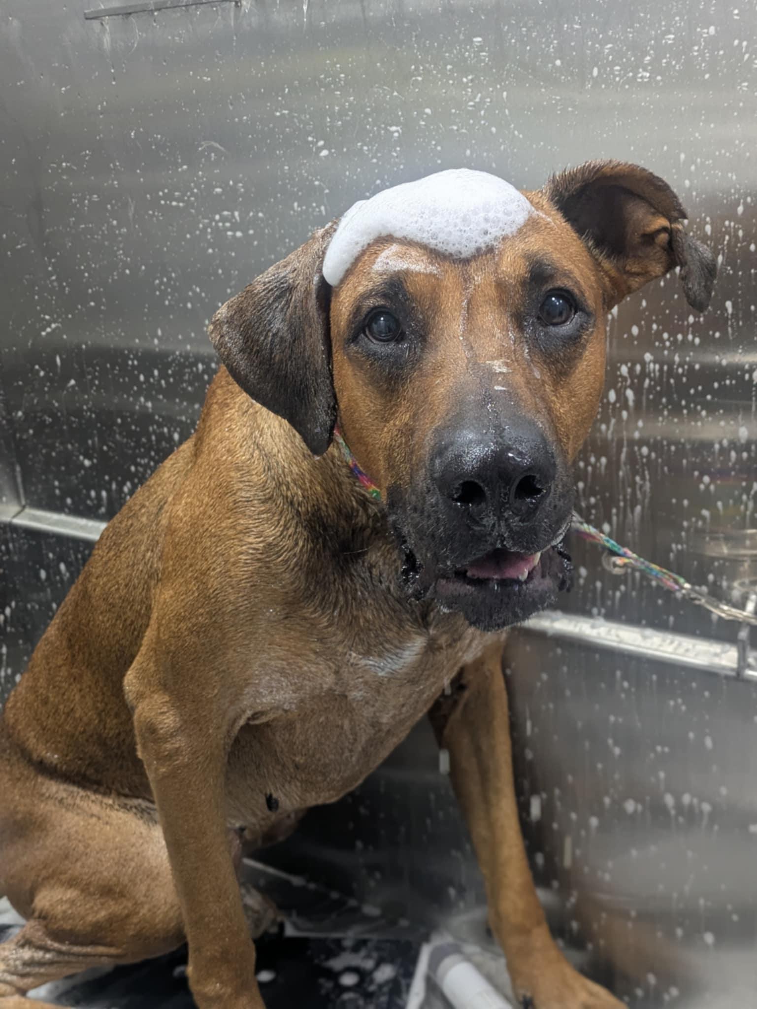 Enlarge Milo, a Adoptable mixed breed in Boise, ID image 5/6