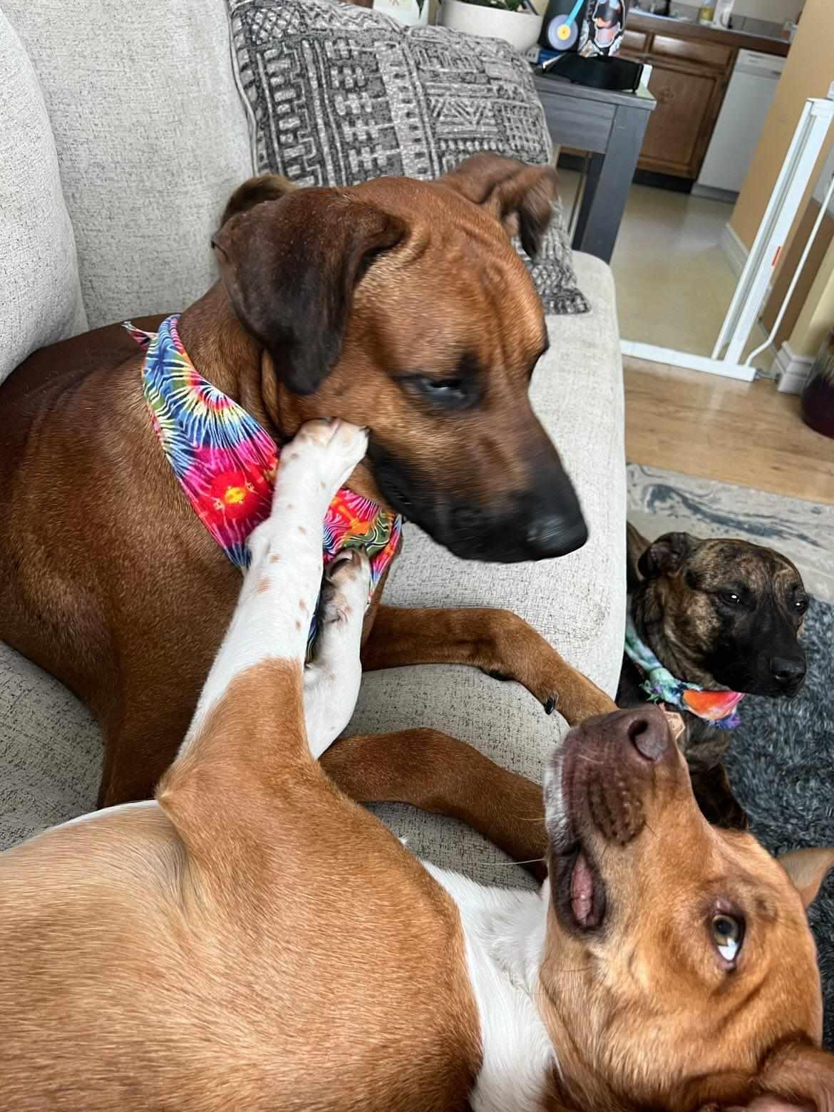 Enlarge Milo, a Adoptable mixed breed in Boise, ID image 6/6