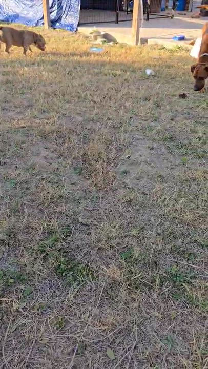 Enlarge Milo, a Adoptable mixed breed in Boise, ID video 4/6