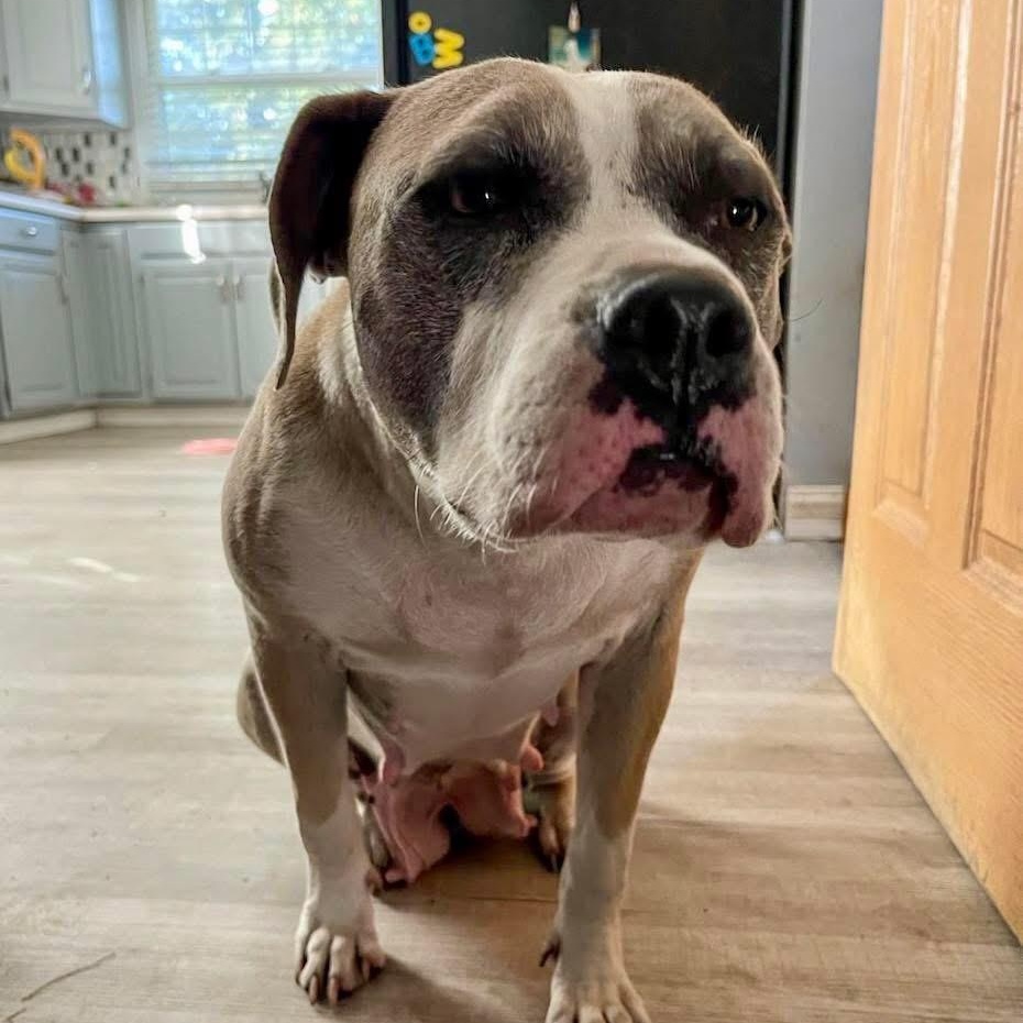 Galaxy, a Adoptable Mixed Breed in Valparaiso, IN image 3/4