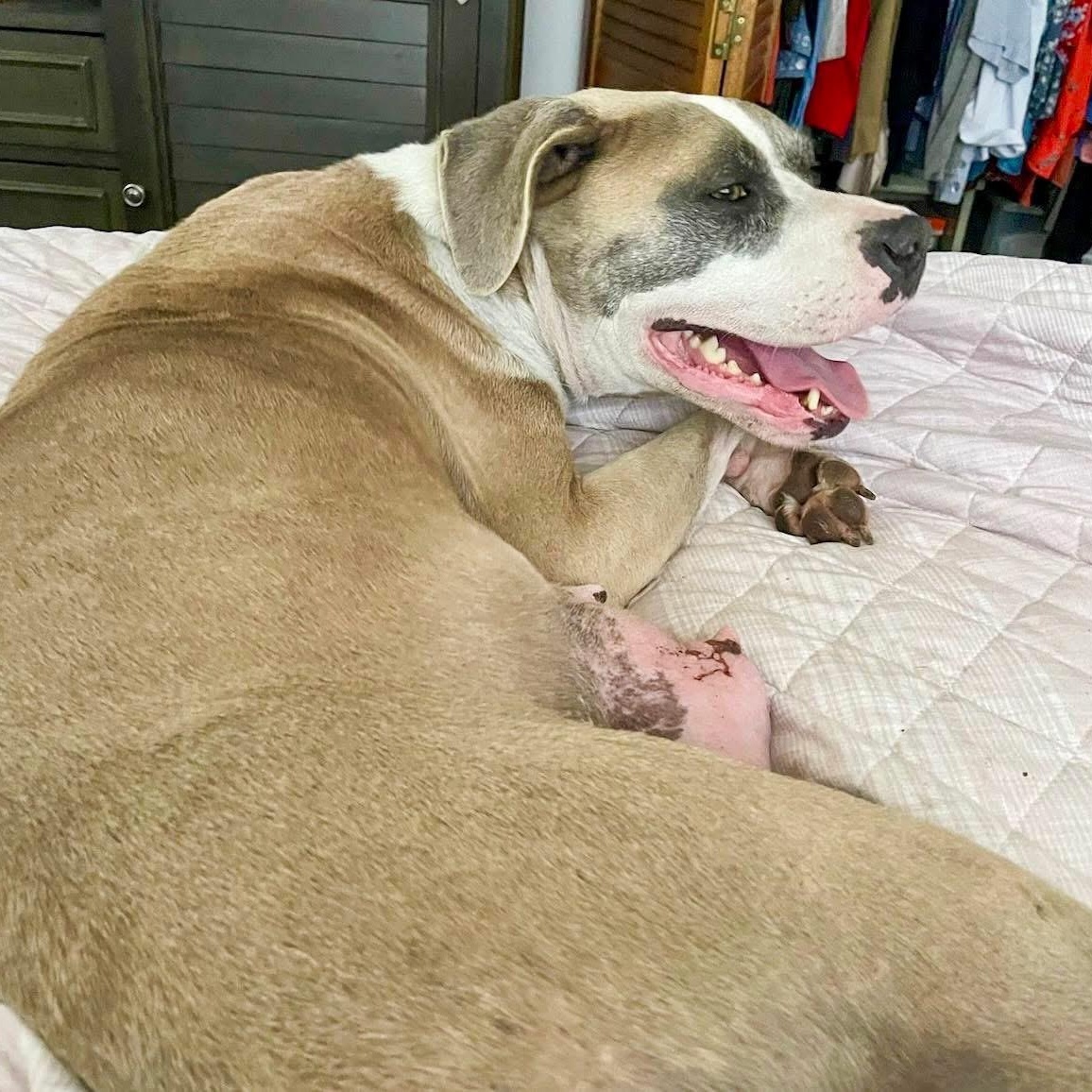 Galaxy, a Adoptable Mixed Breed in Valparaiso, IN image 4/4