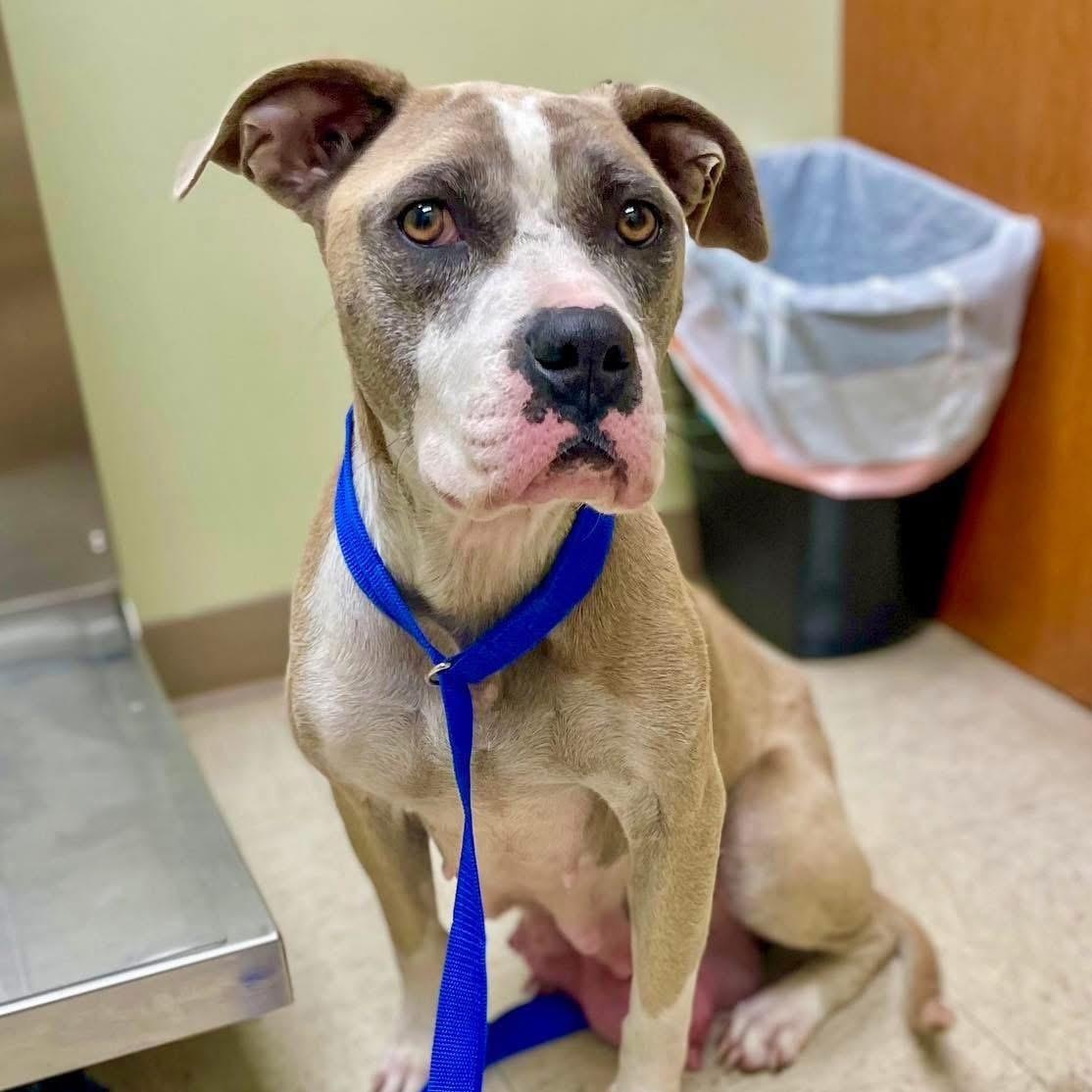 Galaxy, Adoptable, Adult Female Mixed Breed.