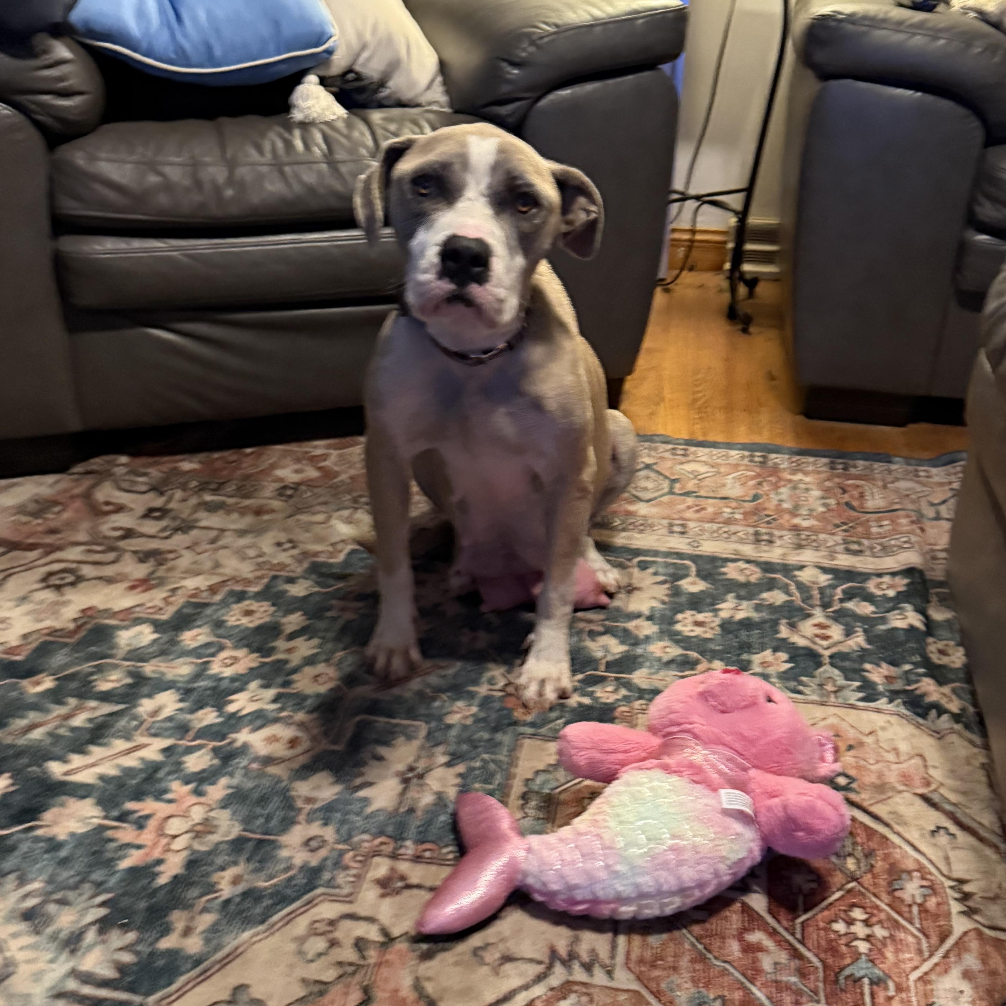 Galaxy, a Adoptable Mixed Breed in Valparaiso, IN image 2/4