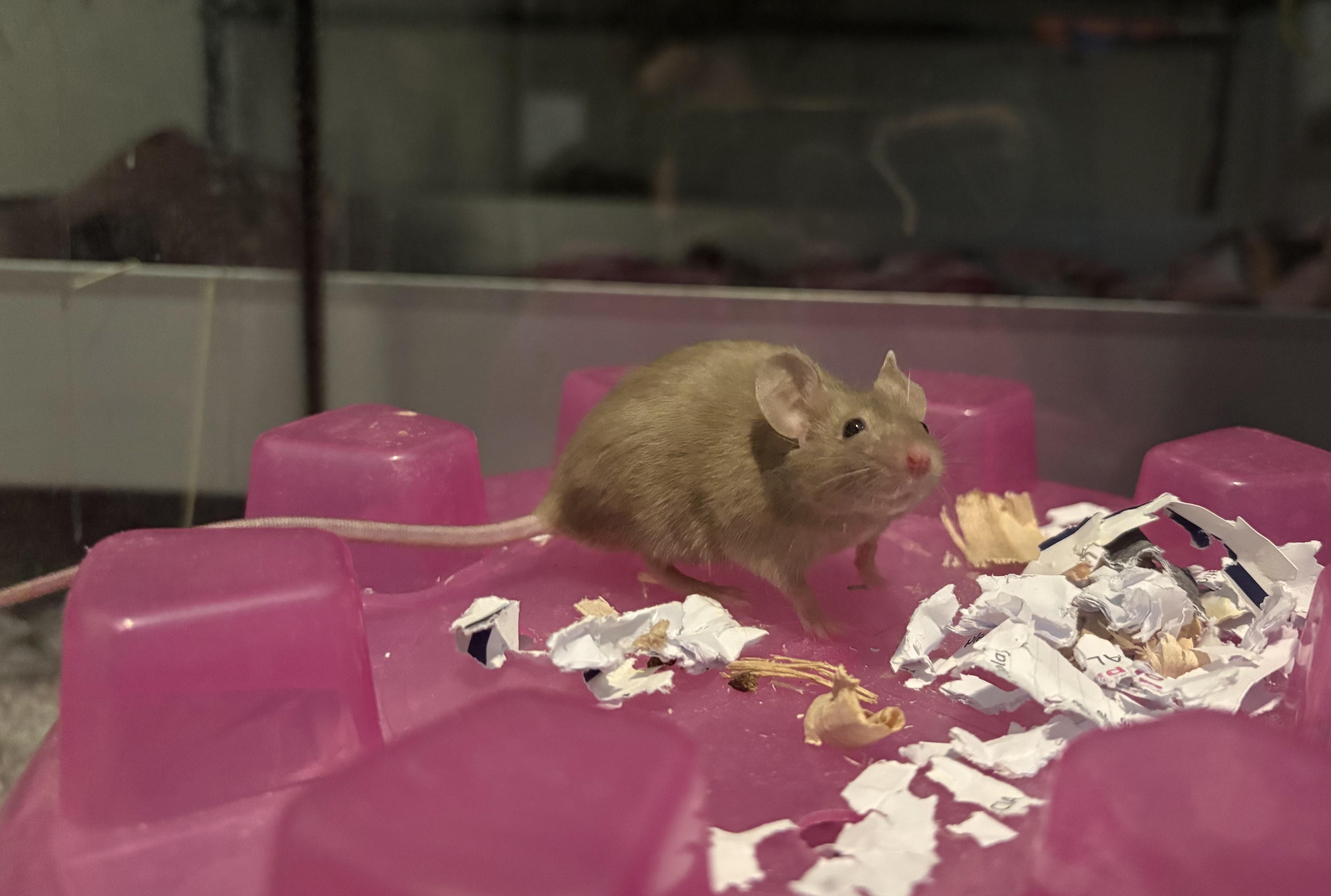 Enlarge Daffodil & Lilac, a ADOPTABLE Mouse in Grand Rapids, MI image 3/5