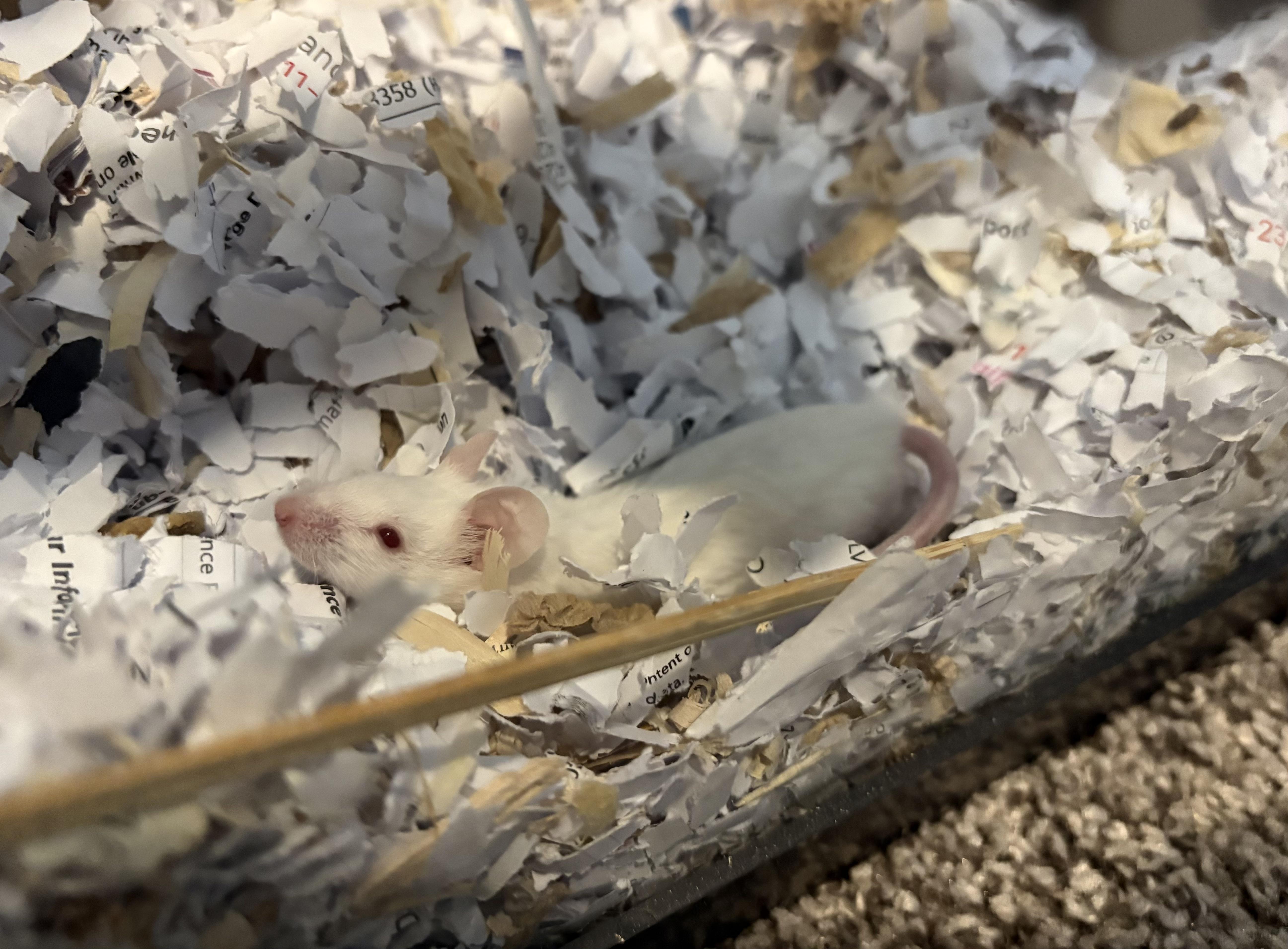 Enlarge Daffodil & Lilac, a ADOPTABLE Mouse in Grand Rapids, MI image 4/5