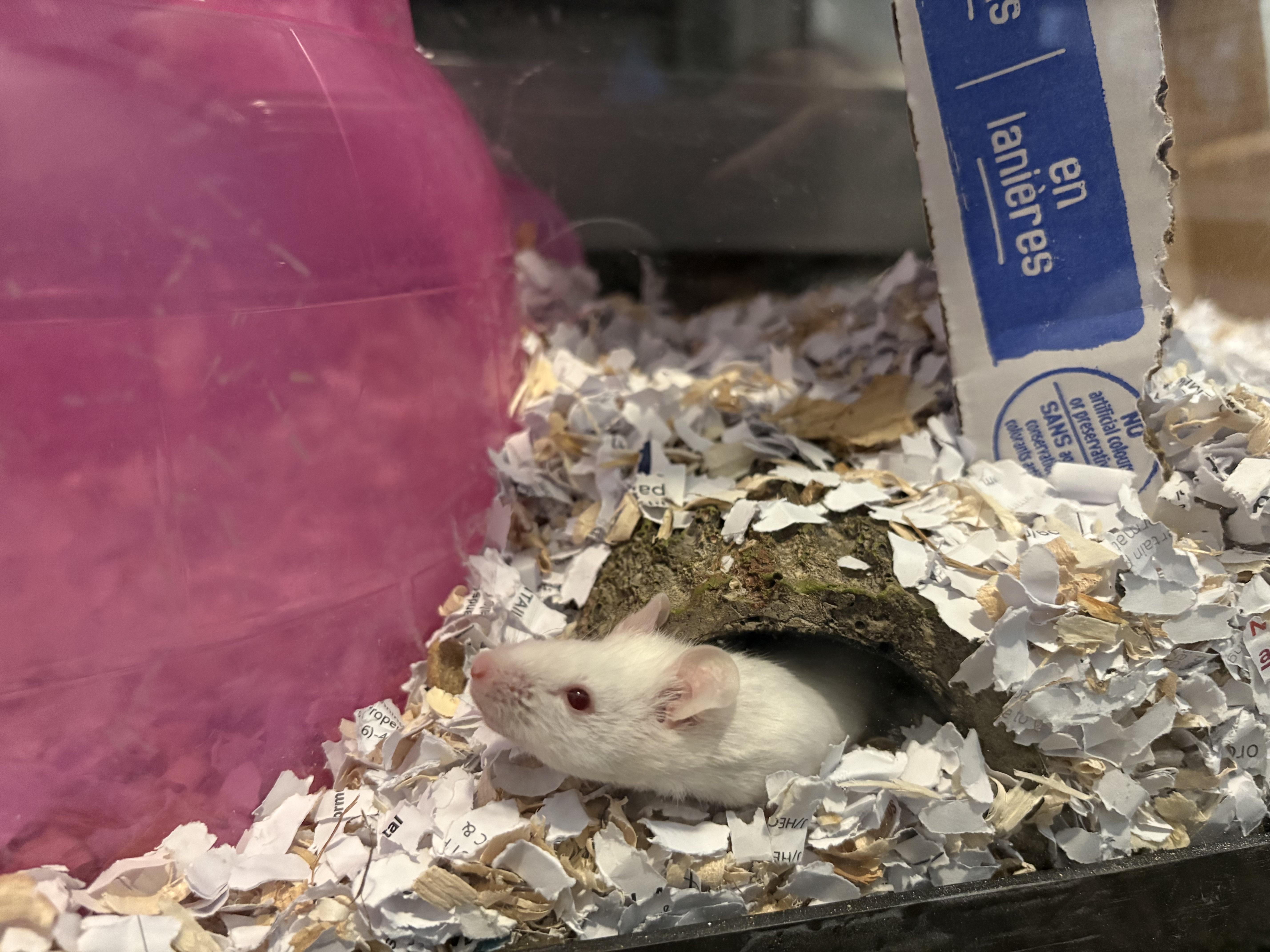 Enlarge Daffodil & Lilac, a ADOPTABLE Mouse in Grand Rapids, MI image 5/5