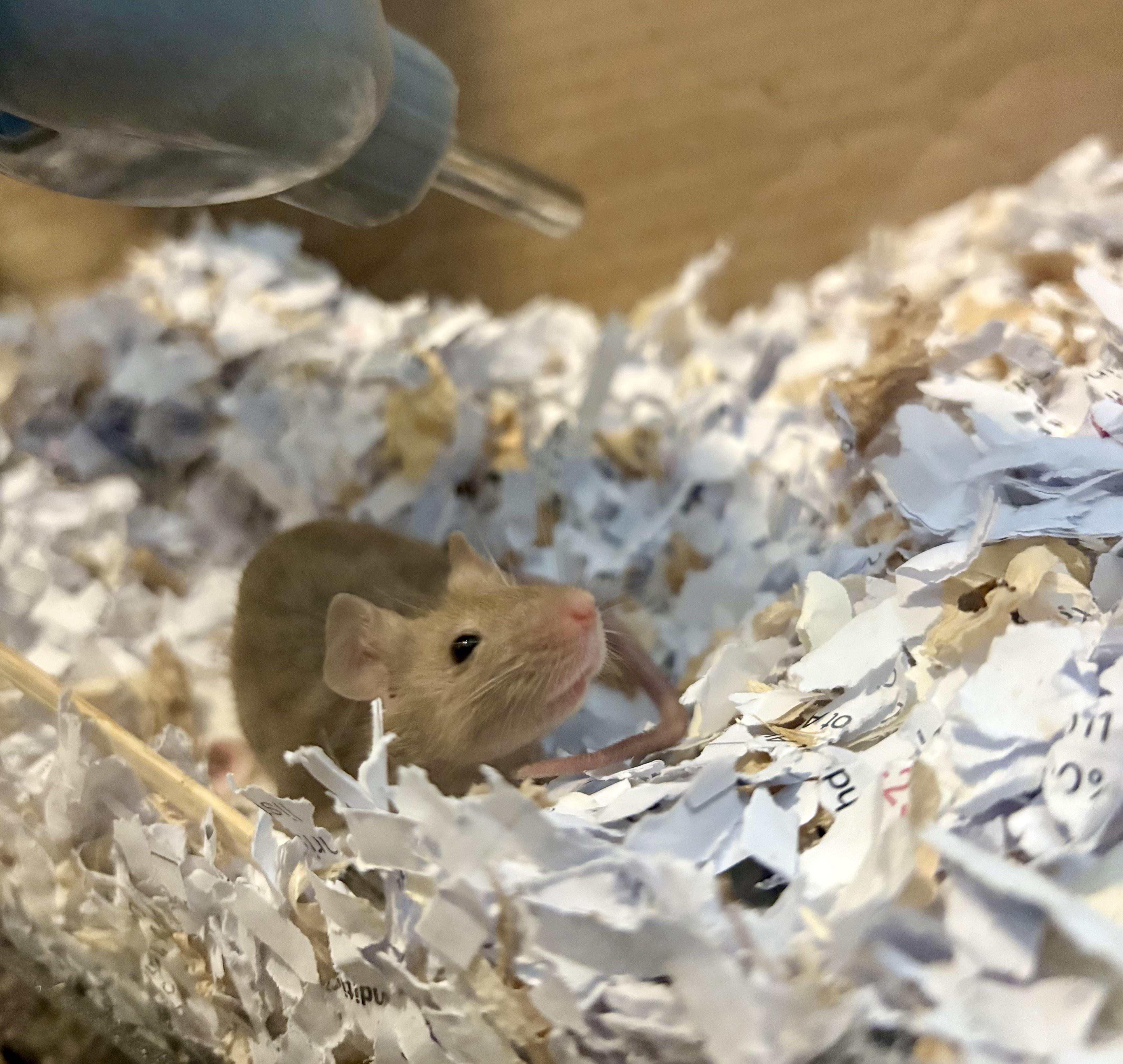 Daffodil & Lilac, ADOPTABLE, Young Female Mouse.