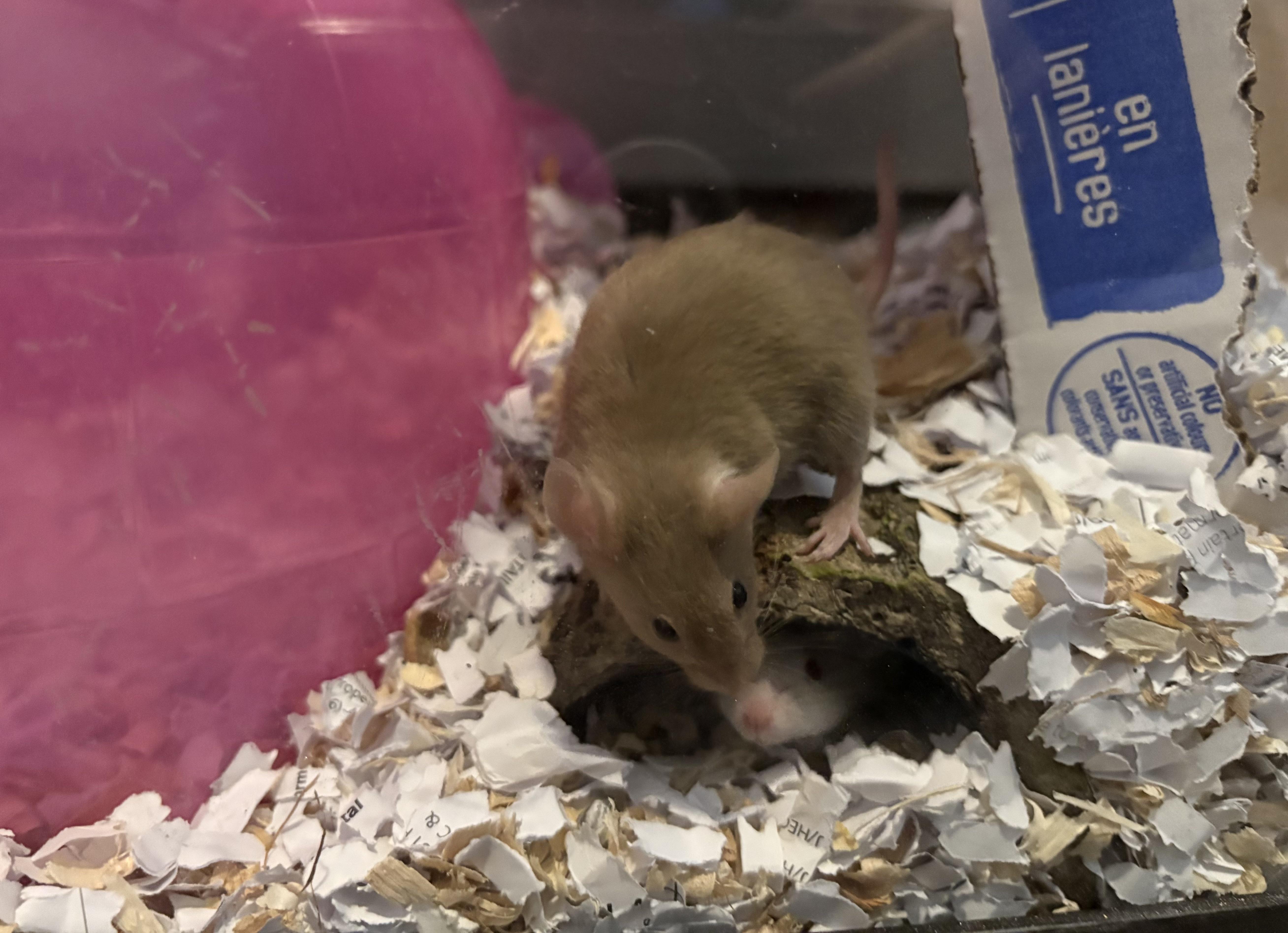 Enlarge Daffodil & Lilac, a ADOPTABLE Mouse in Grand Rapids, MI image 2/5
