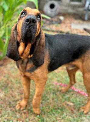Zeke (AL), an adopted Bloodhound in Mobile, AL image 4/4