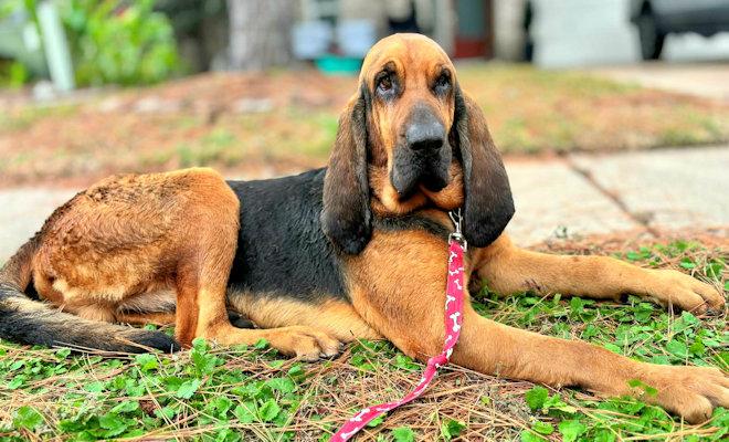 Zeke (AL), an adopted Bloodhound in Mobile, AL image 3/4