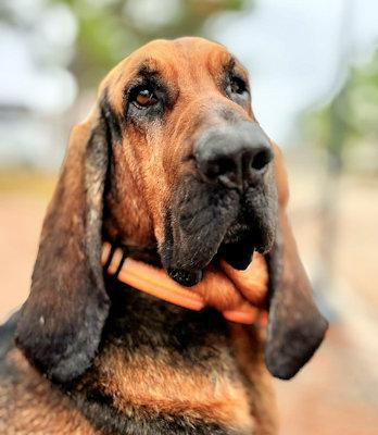 Zeke (AL), an adopted Bloodhound in Mobile, AL image 1/4