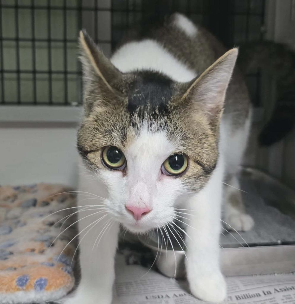 Enlarge Ino, a Adoptable mixed breed in Hillsdale, IN image 1/1