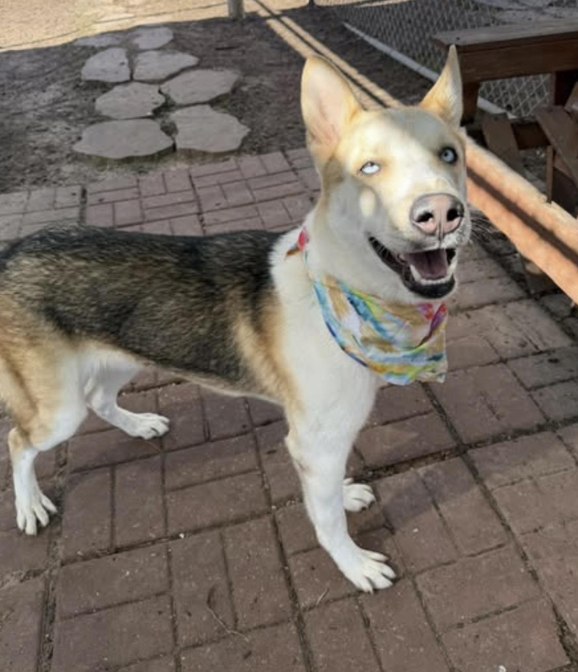 Enlarge Hermes, an adopted mixed breed in Kankakee, IL image 1/2