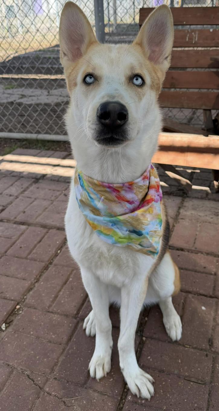 Enlarge Hermes, an adopted mixed breed in Kankakee, IL image 2/2