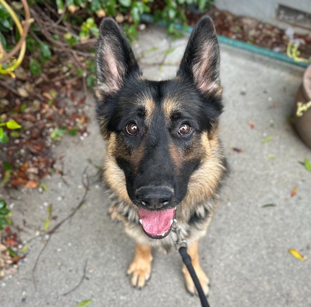HENRY, Adoptable, Adult Male German Shepherd Dog.