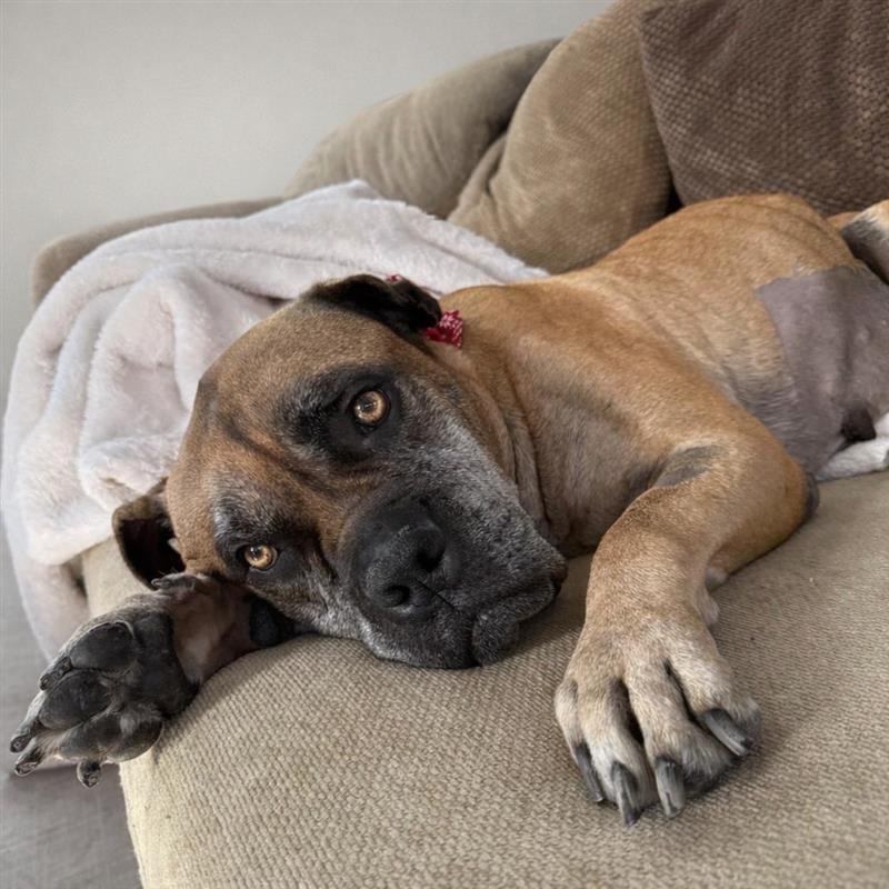 Xola, Adoptable, Senior Female Boerboel.