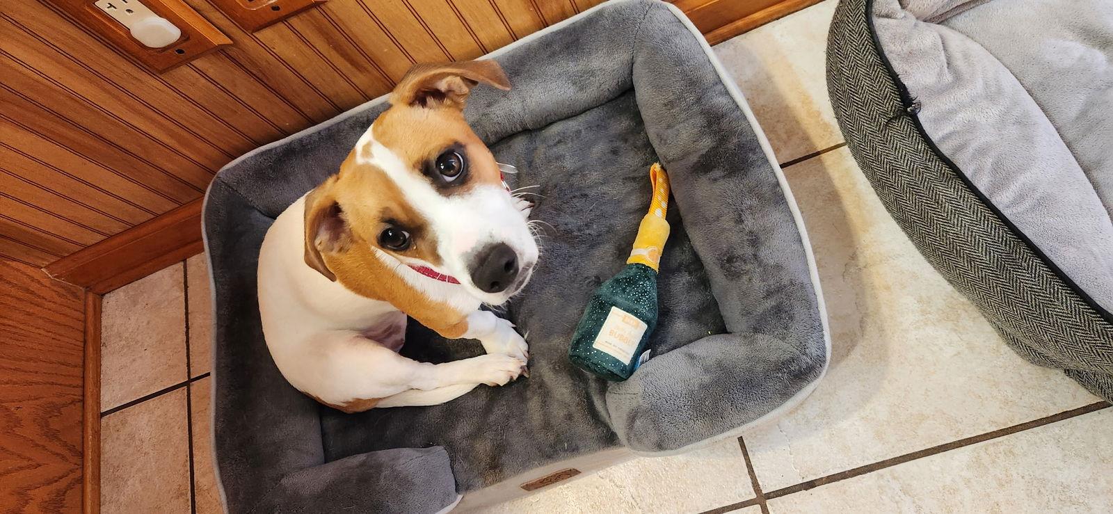 Coraline, Adopted, Young Female Jack Russell Terrier & Dachshund.