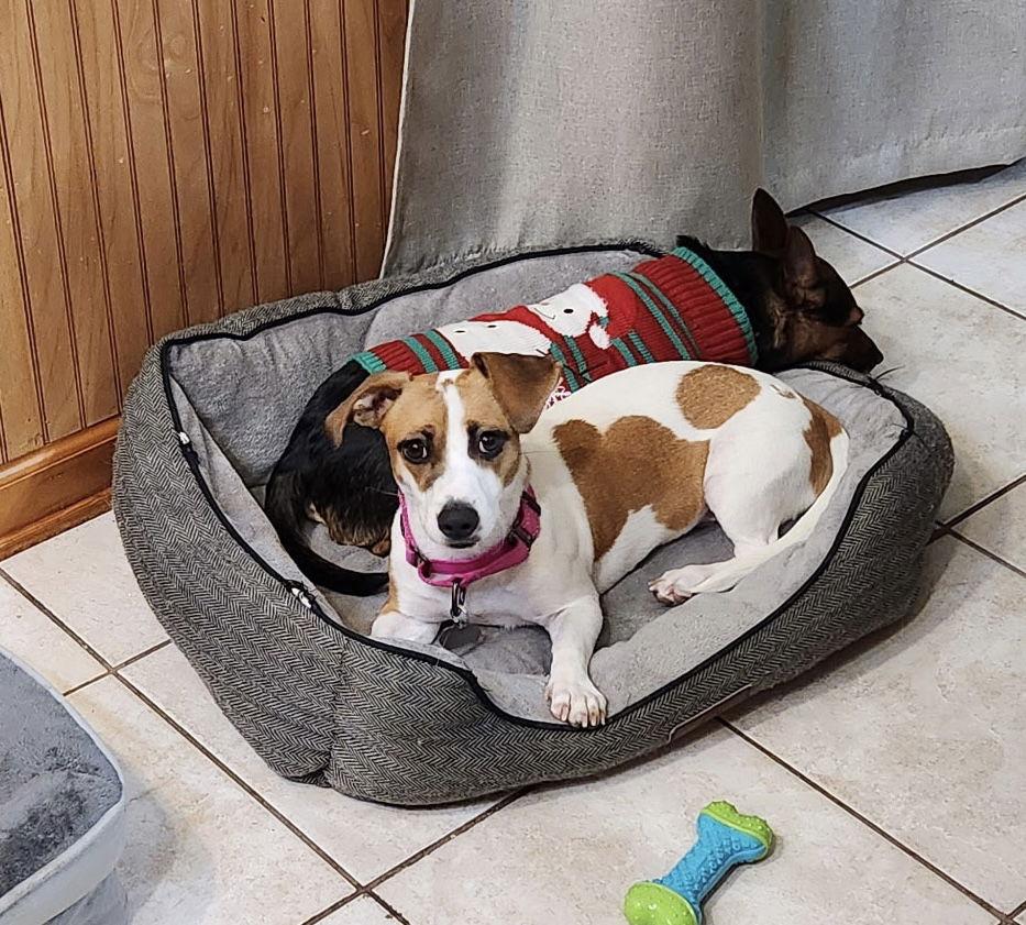 Enlarge Coraline, a Adopted mixed breed in Oakhurst, NJ image 2/3