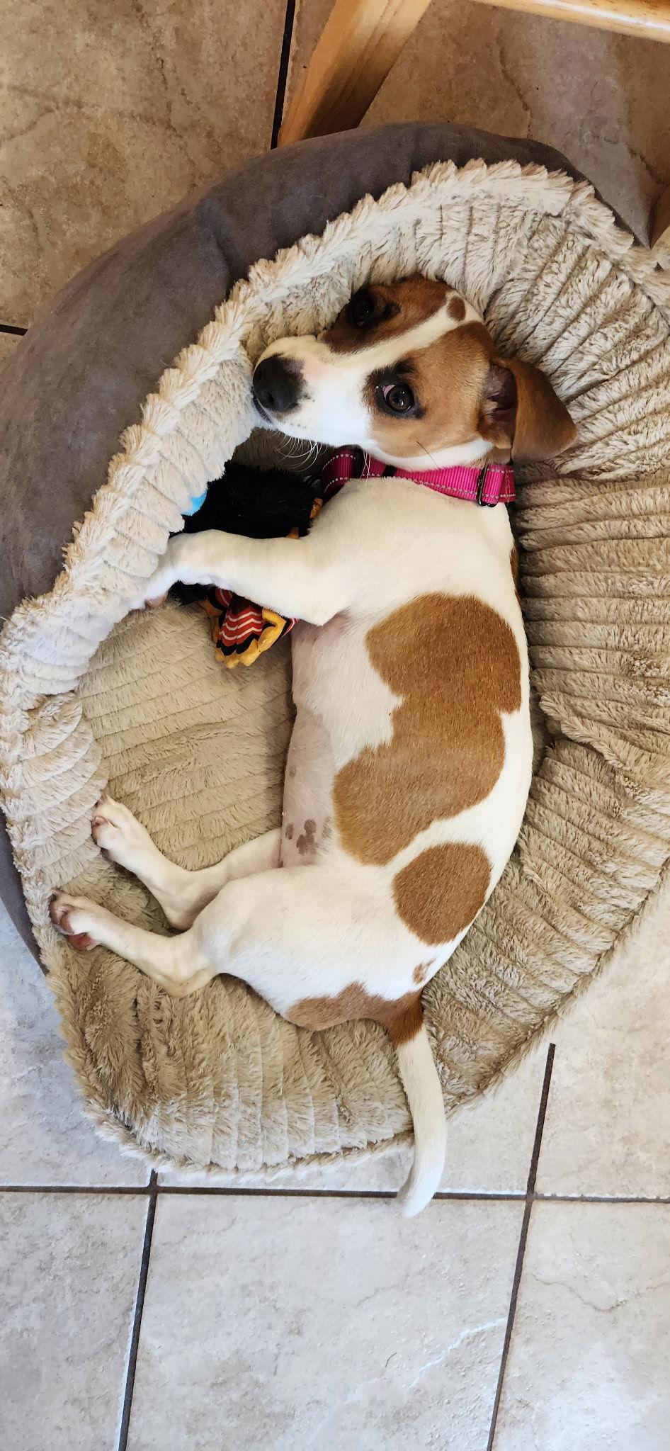 Enlarge Coraline, a Adopted mixed breed in Oakhurst, NJ image 3/3