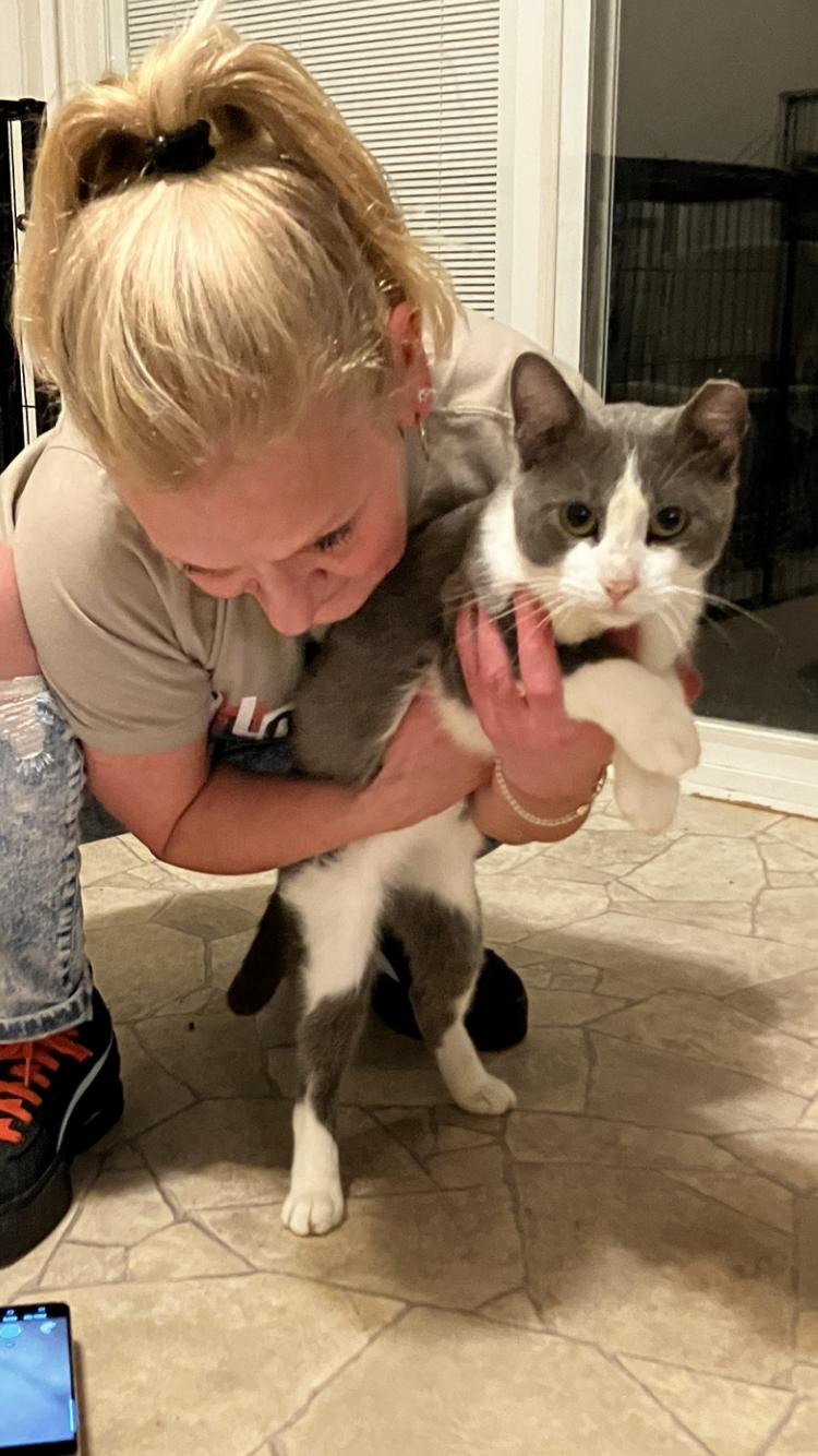 Silver, Adoptable, Adult Male Domestic Short Hair.