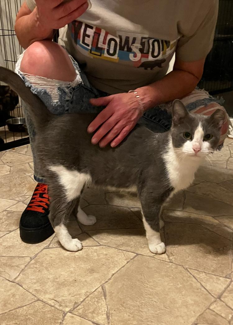 Silver, a Adoptable Domestic Short Hair in Manhattan , KS image 2/3