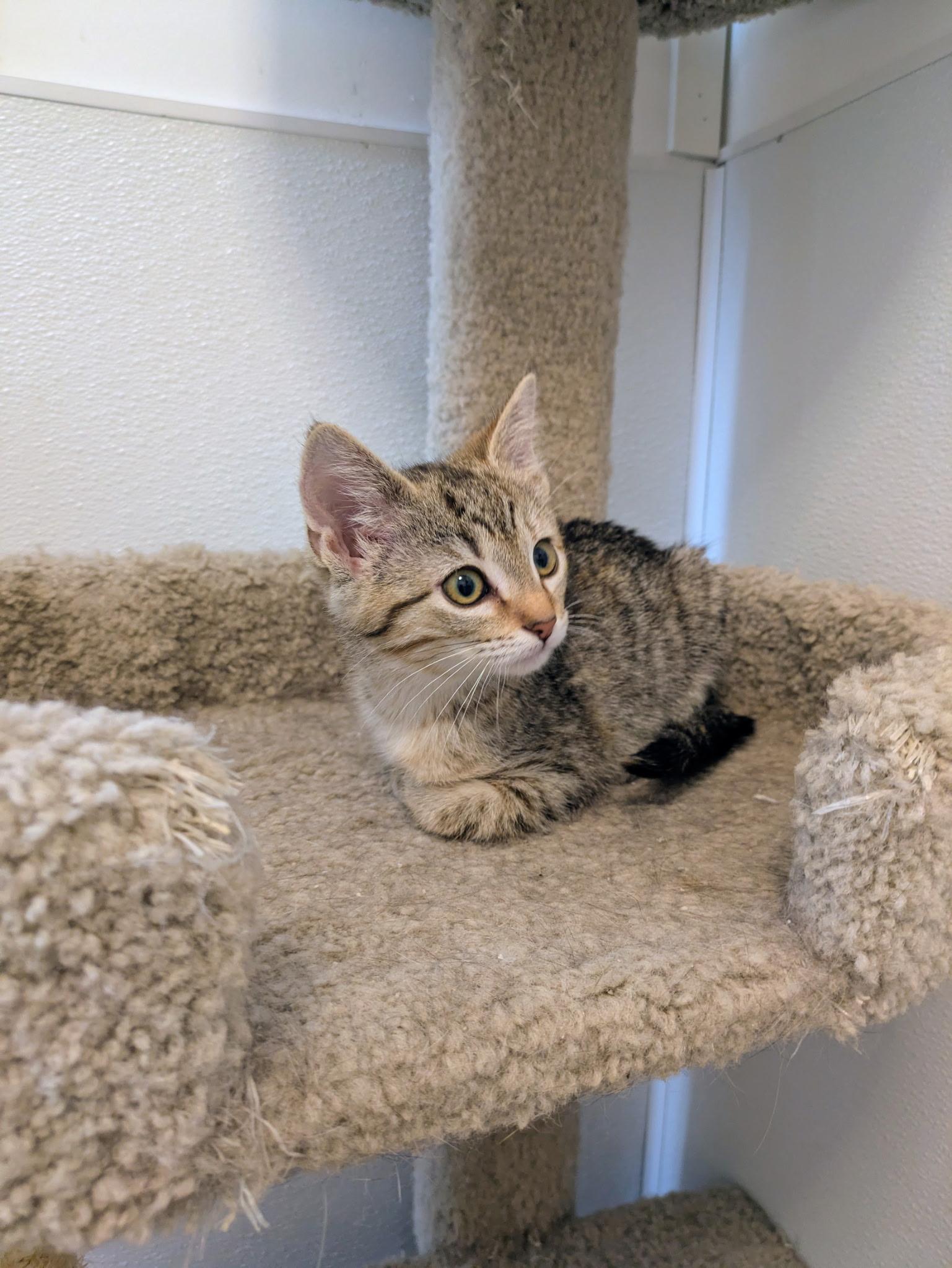 Enlarge Melody - At Pet Supplies Plus, a ADOPTABLE Domestic Short Hair in Kalamazoo, MI image 1/1