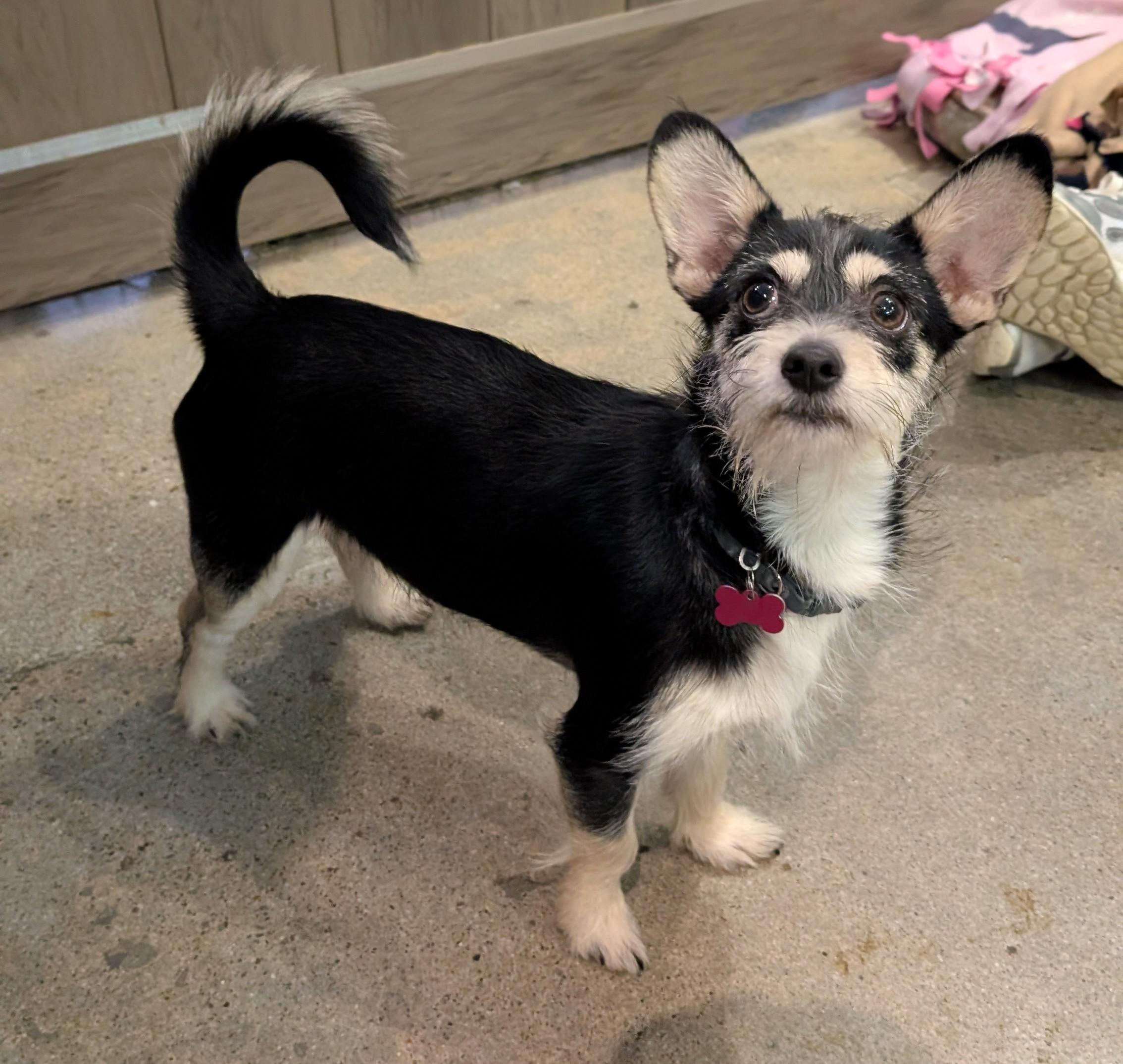 Enlarge Gillie, a ADOPTABLE Terrier in Thousand Oaks, CA image 2/2