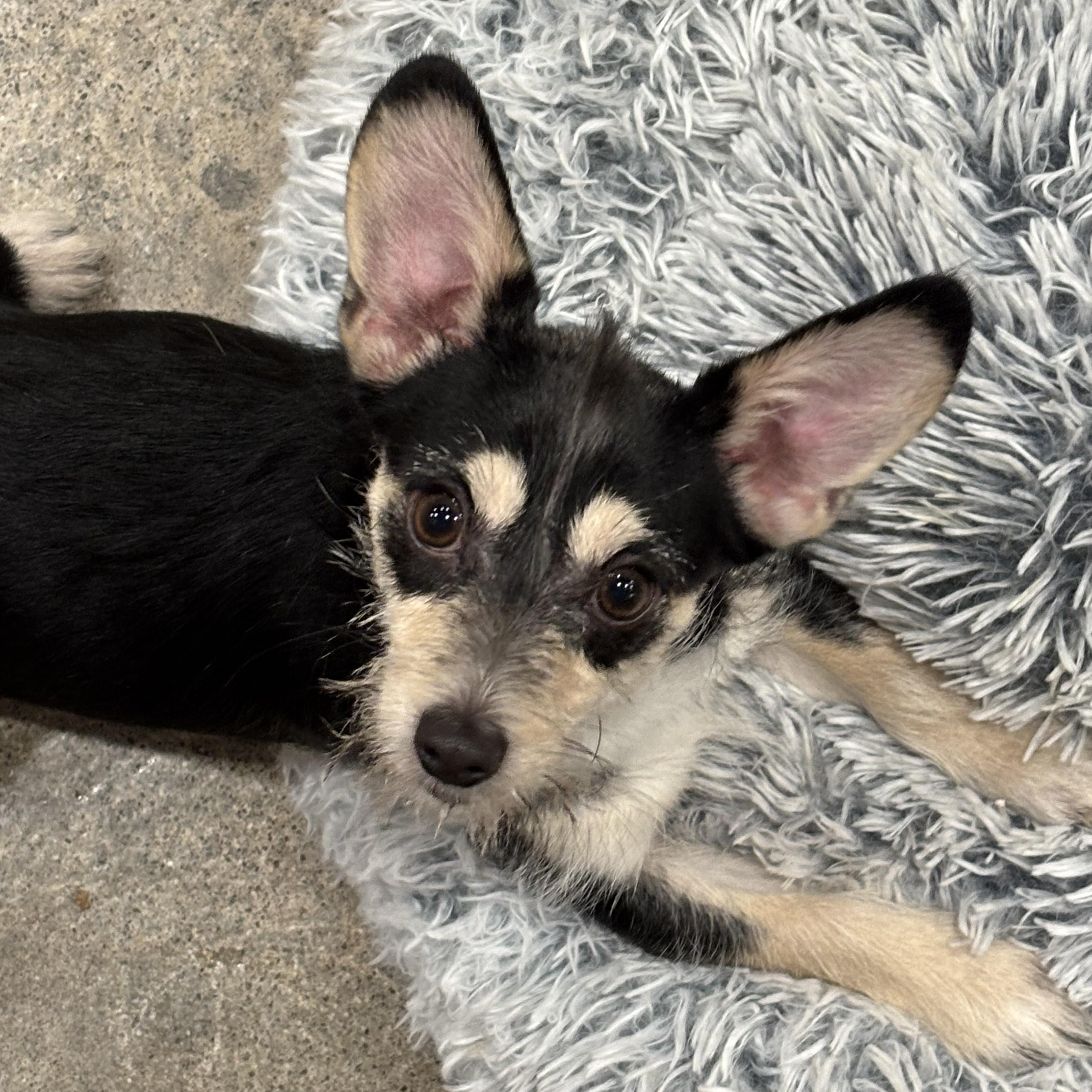 Enlarge Gillie, a ADOPTABLE Terrier in Thousand Oaks, CA image 1/2