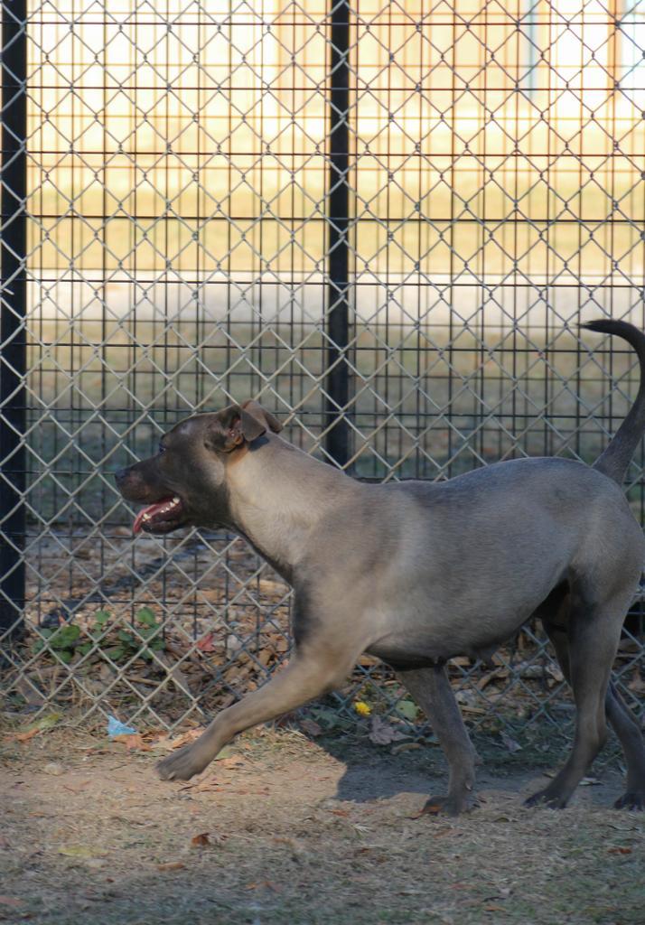 Enlarge Harmony, a Adoptable mixed breed in Florence, SC image 3/6