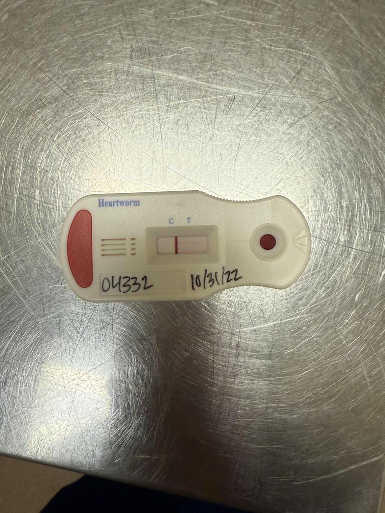 Enlarge Harmony, a Adoptable mixed breed in Florence, SC image 2/6