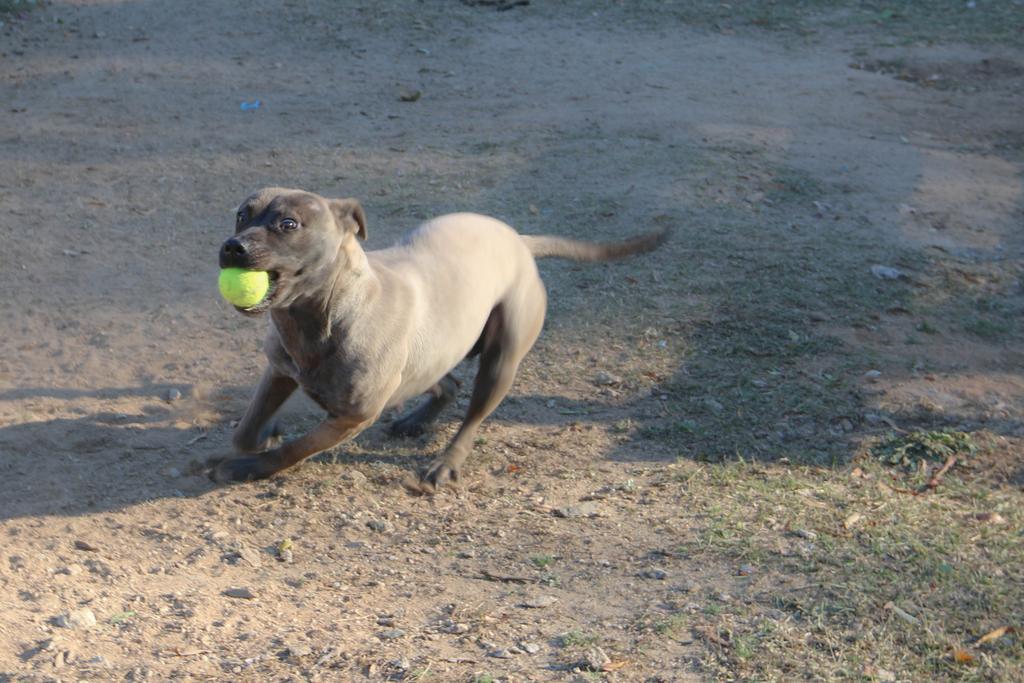 Enlarge Harmony, a Adoptable mixed breed in Florence, SC image 5/6