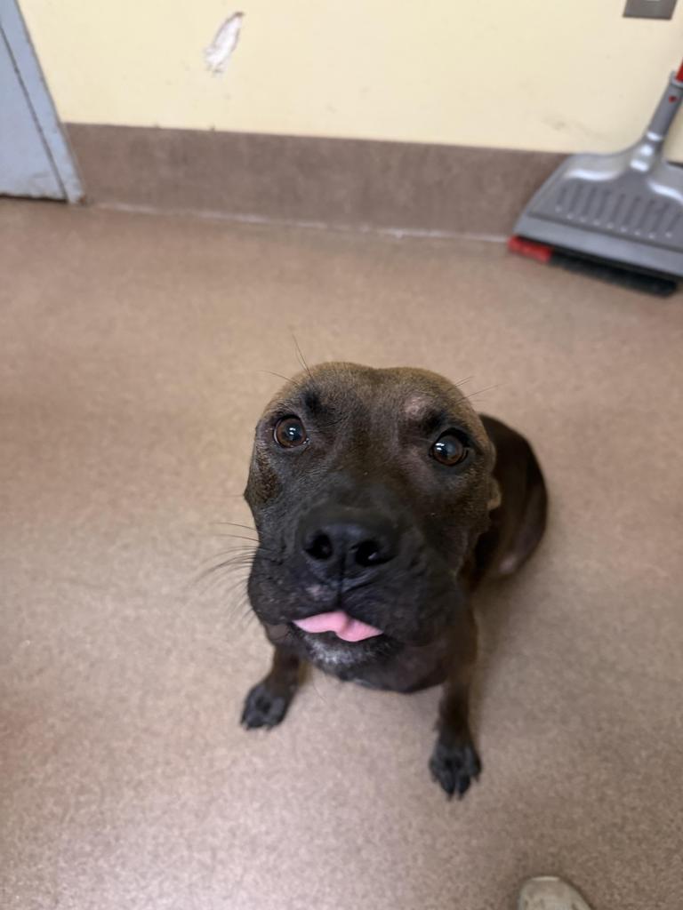 Enlarge Harmony, a Adoptable mixed breed in Florence, SC image 6/6