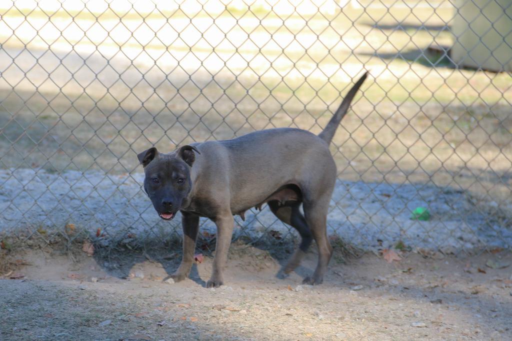 Enlarge Harmony, a Adoptable mixed breed in Florence, SC image 5/6