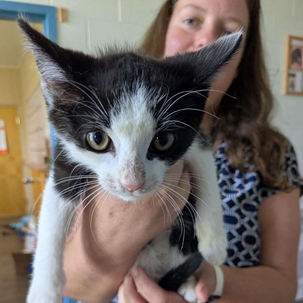 Oreo, Adoptable, Kitten Male Domestic Short Hair.