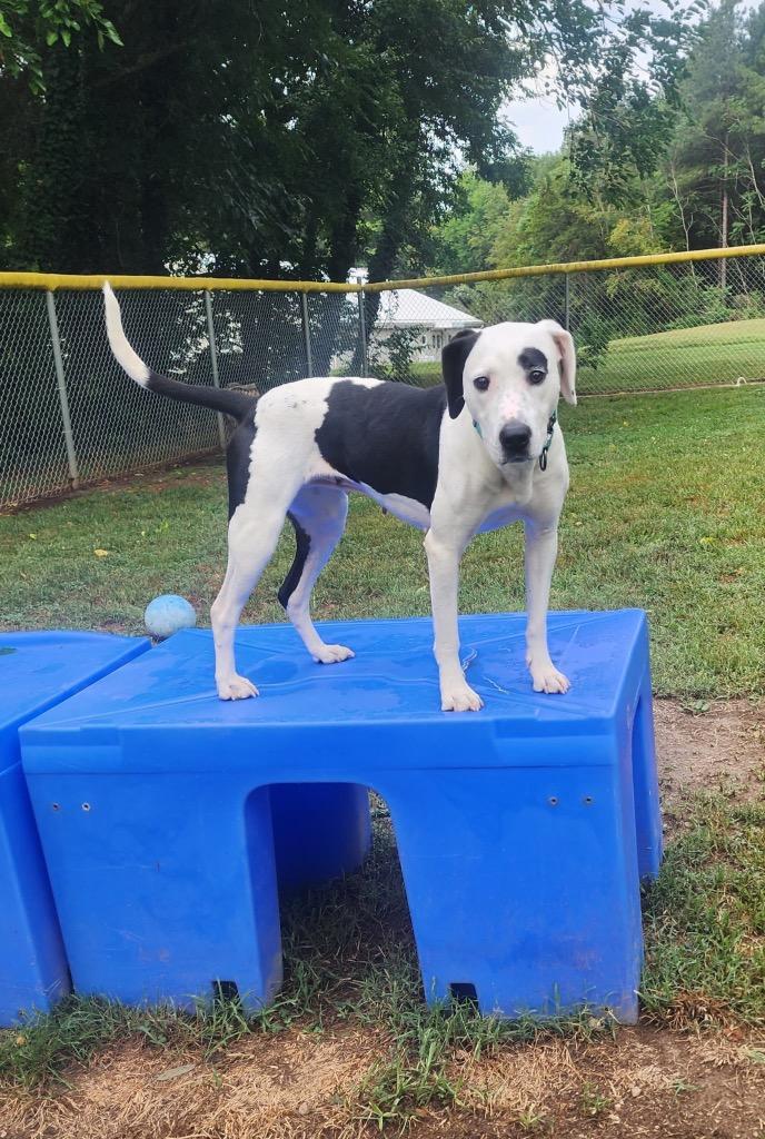 Fiona, Adoptable, Young Female Pit Bull Terrier.
