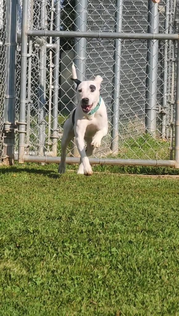 Fiona, a Adoptable Pit Bull Terrier in Mineral, VA image 2/4