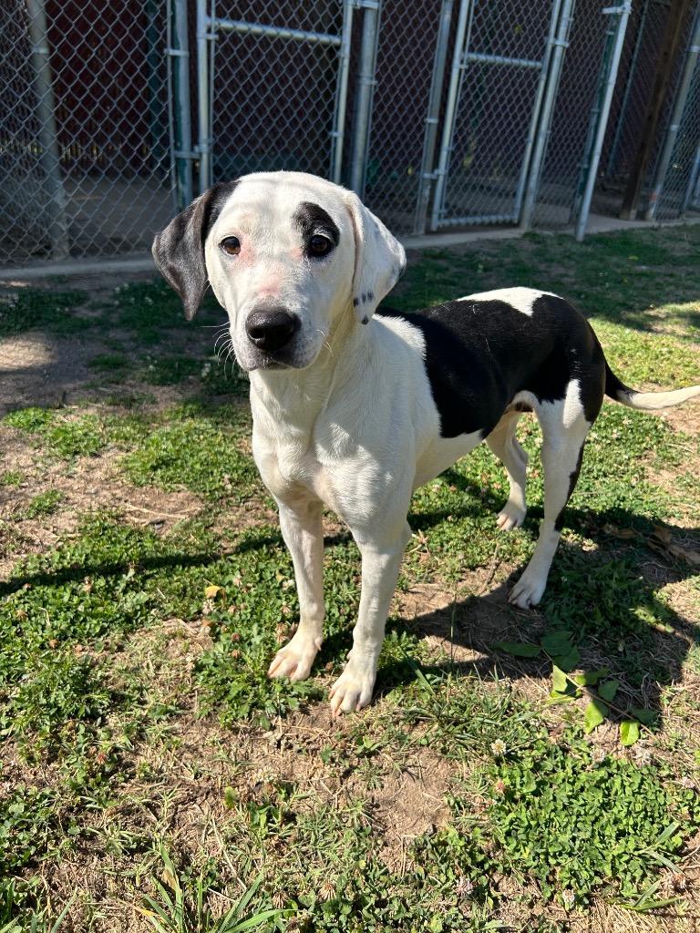 Fiona, Adoptable, Young Female Pit Bull Terrier.