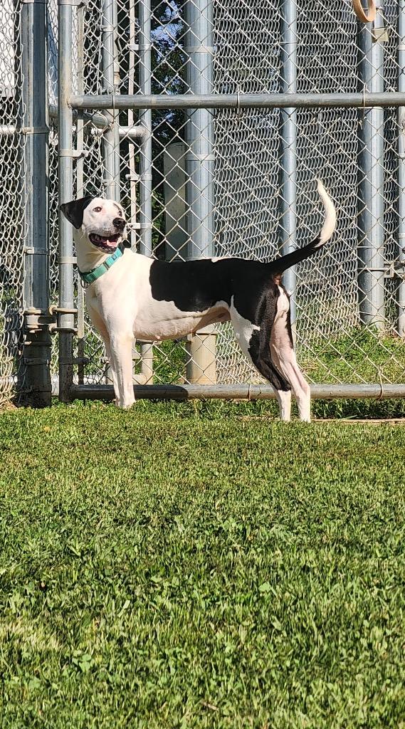 Fiona, a Adoptable Pit Bull Terrier in Mineral, VA image 4/4
