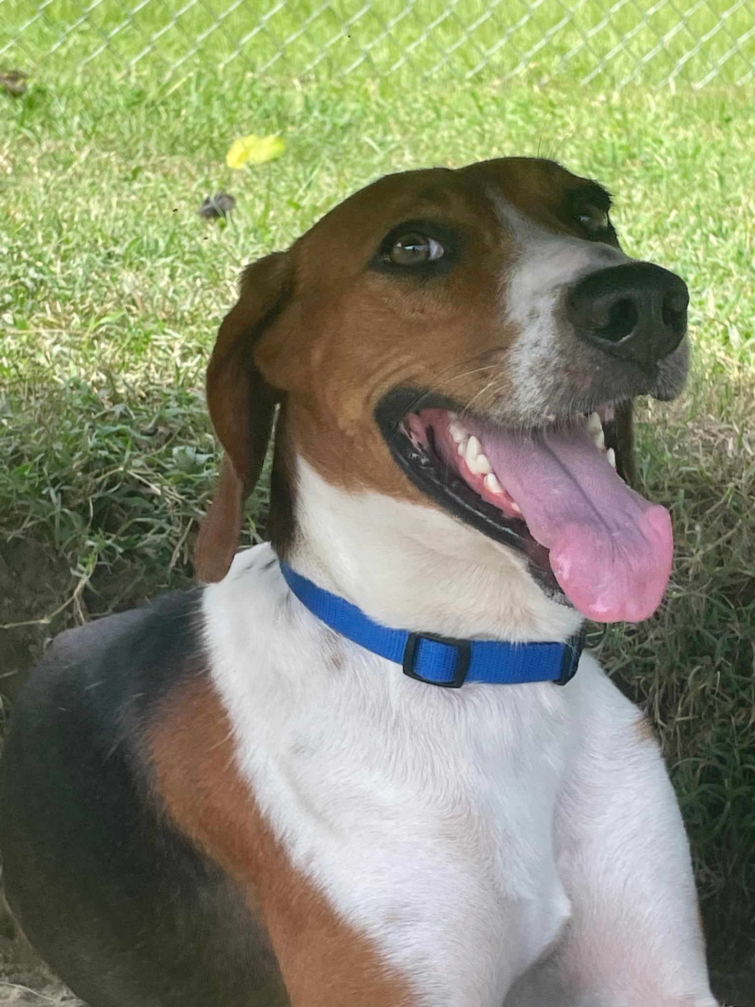 Enlarge Riley, a Adoptable mixed breed in Manning, SC image 1/1