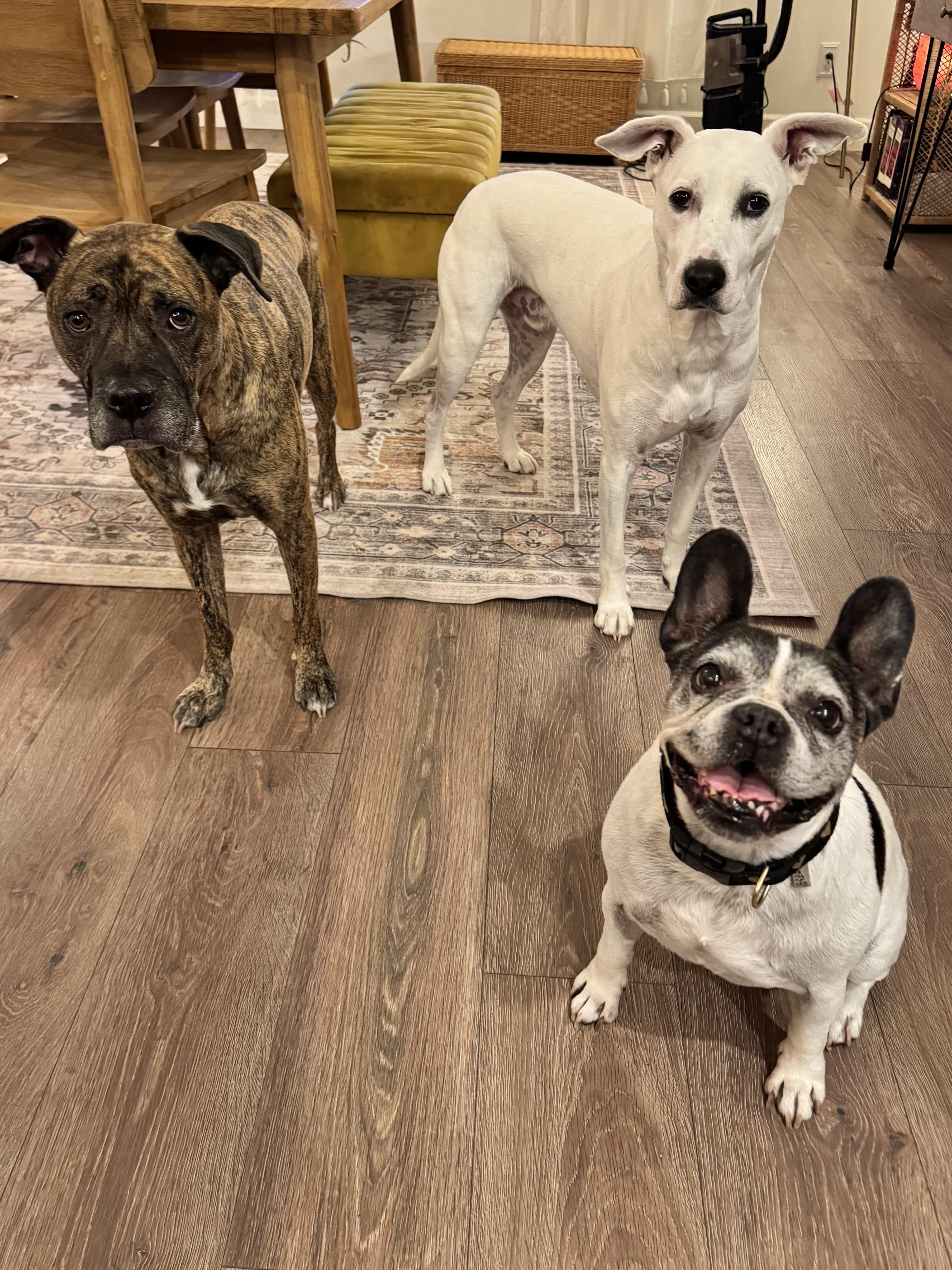 Enlarge Miss Biscuit, a Adoptable French Bulldog in Port Angeles, WA image 4/6