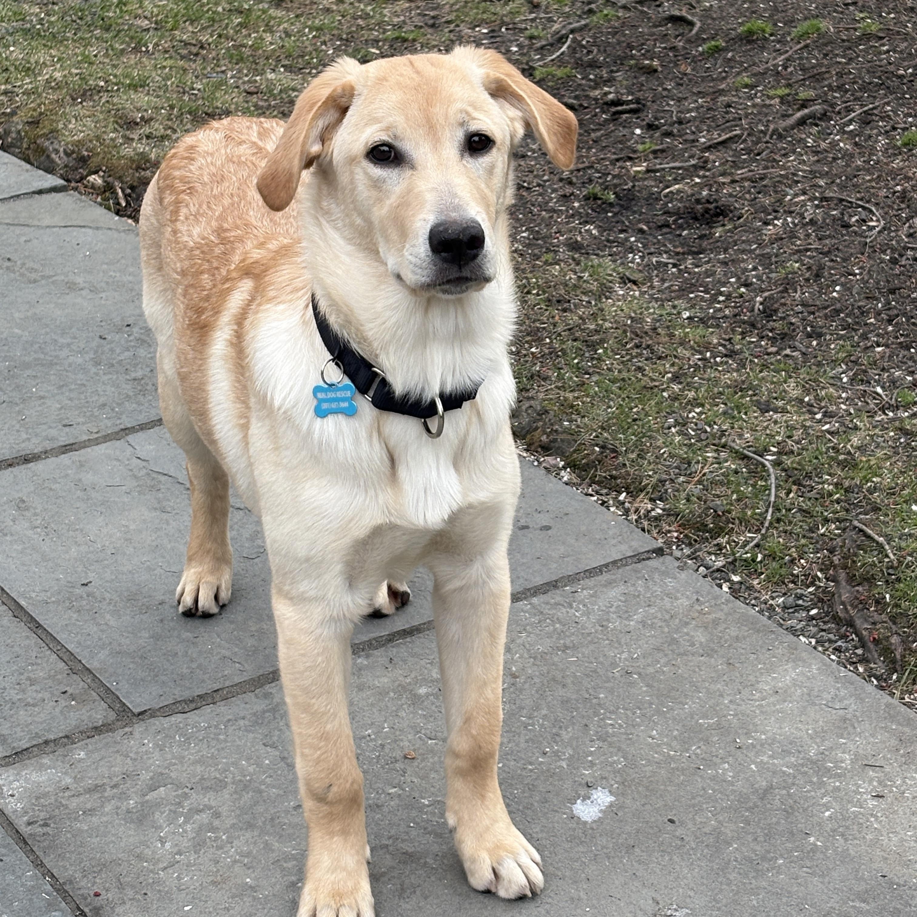 Enlarge Tilly, a ADOPTABLE mixed breed in Mahwah, NJ image 3/5
