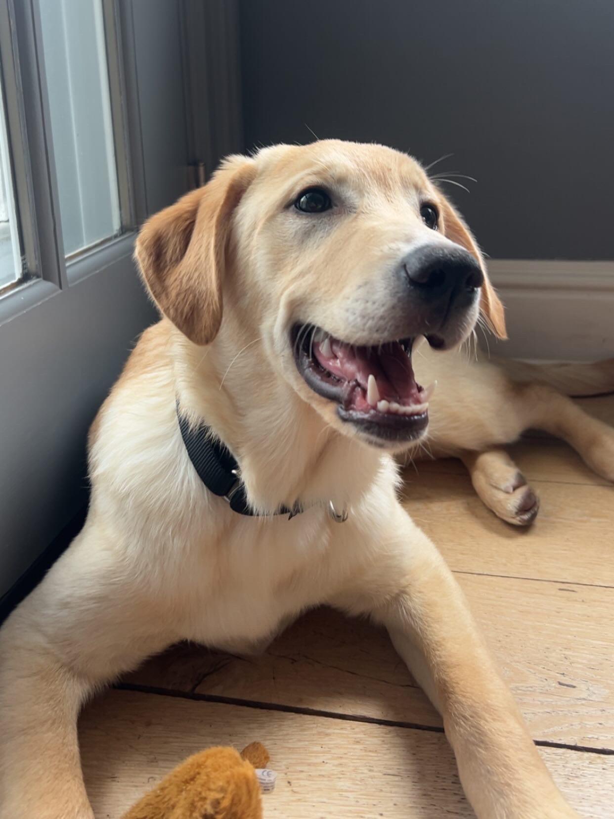 Enlarge Tilly, a ADOPTABLE mixed breed in Mahwah, NJ image 4/5